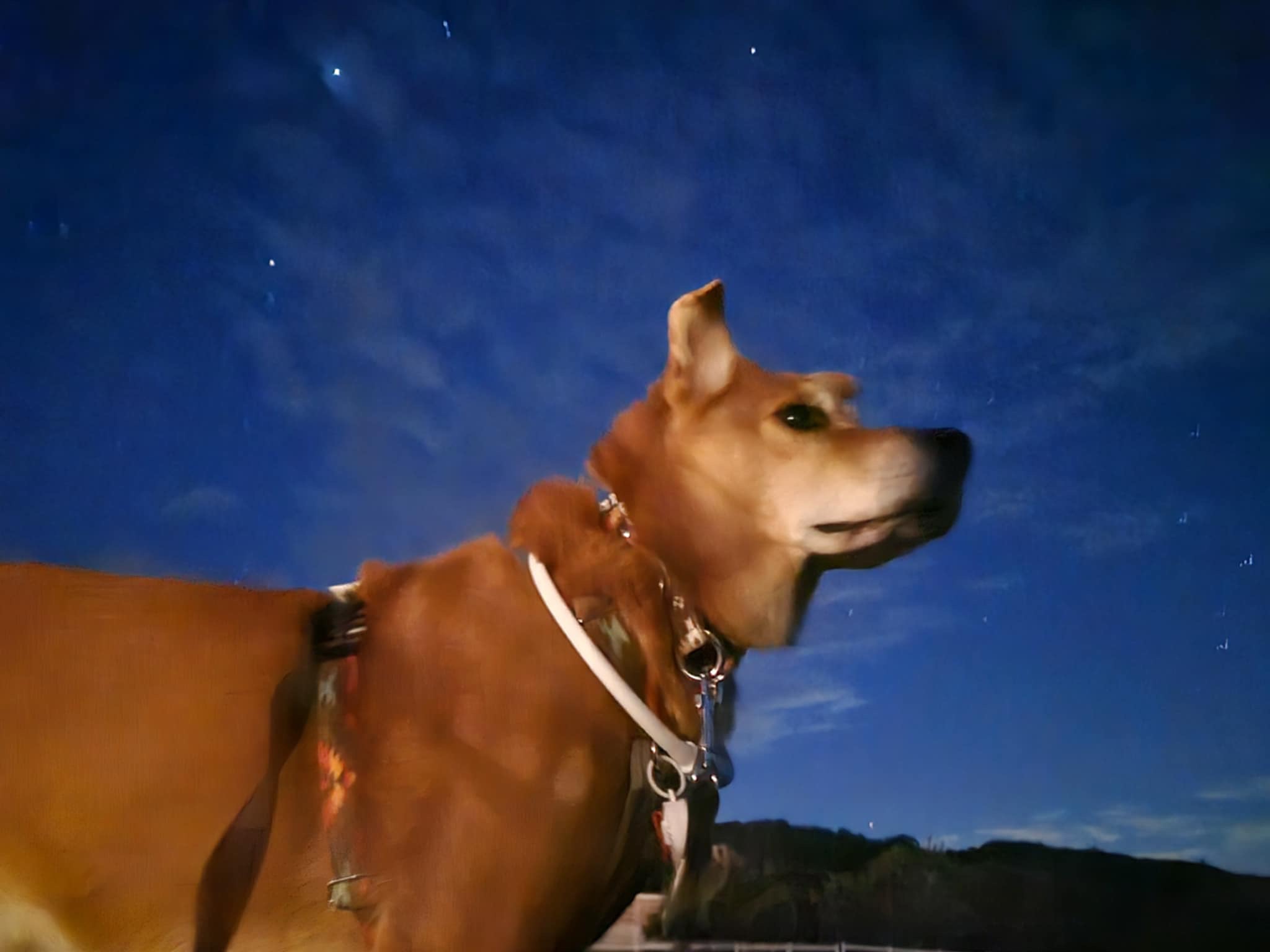 こむぎくん♂ こむぎくん♂