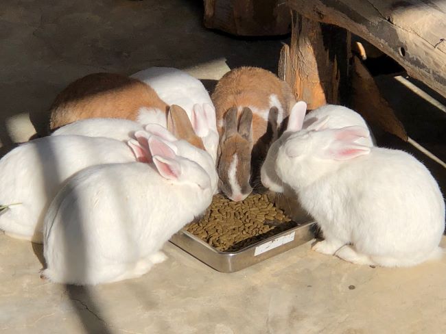 ～　12月15日　ウサギ小屋より　～