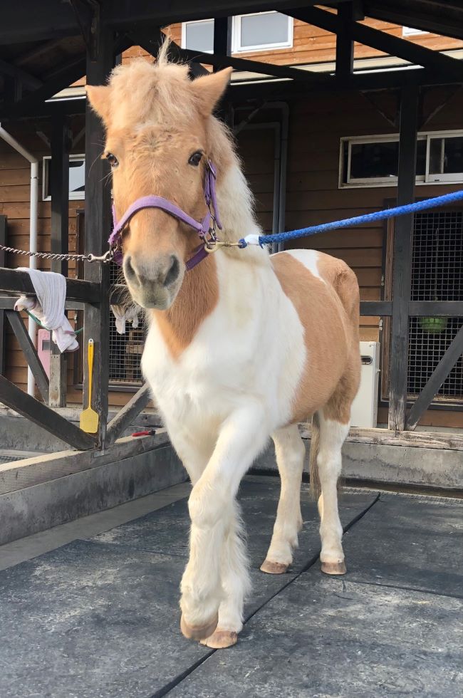 ~ ポニーのネオスくんです! ~