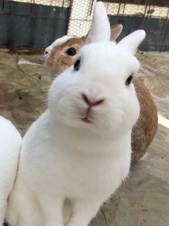 ～　ウサギさんたち　～