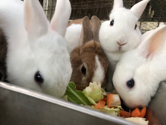 ～　ウサギさん　～