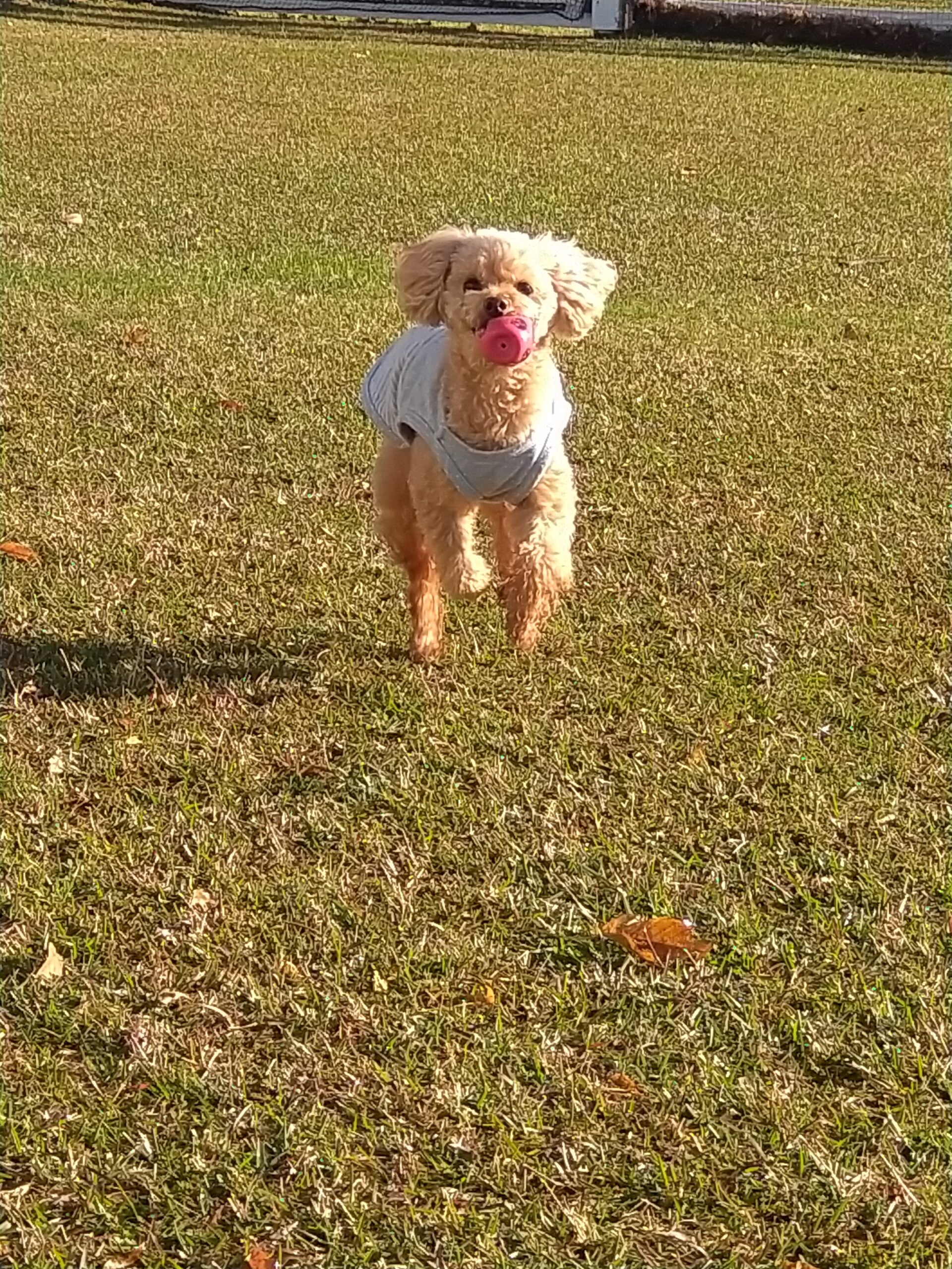 りりーちゃん♀