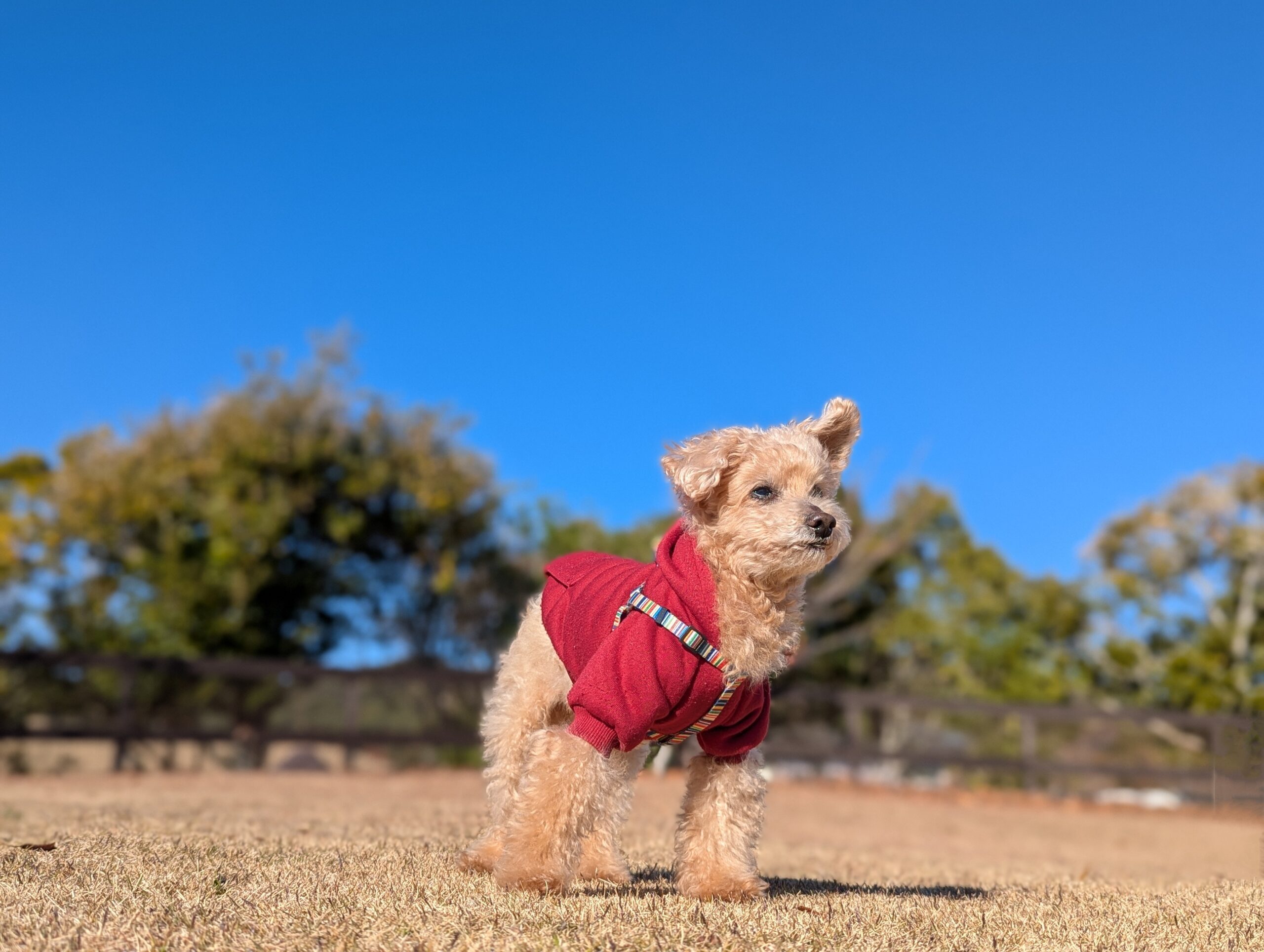 アドゥルくん♂