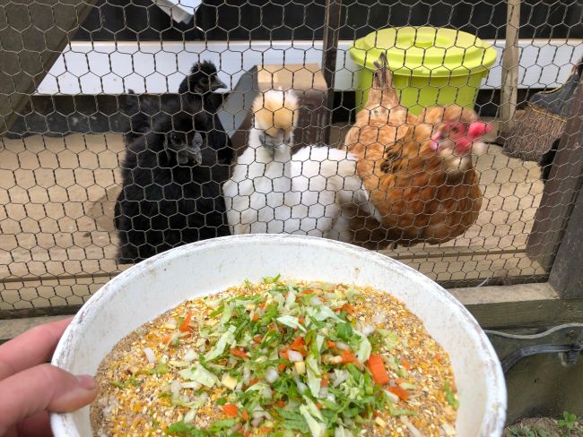 ~ ウサギさん&ニワトリさんへのご飯の用意中です!