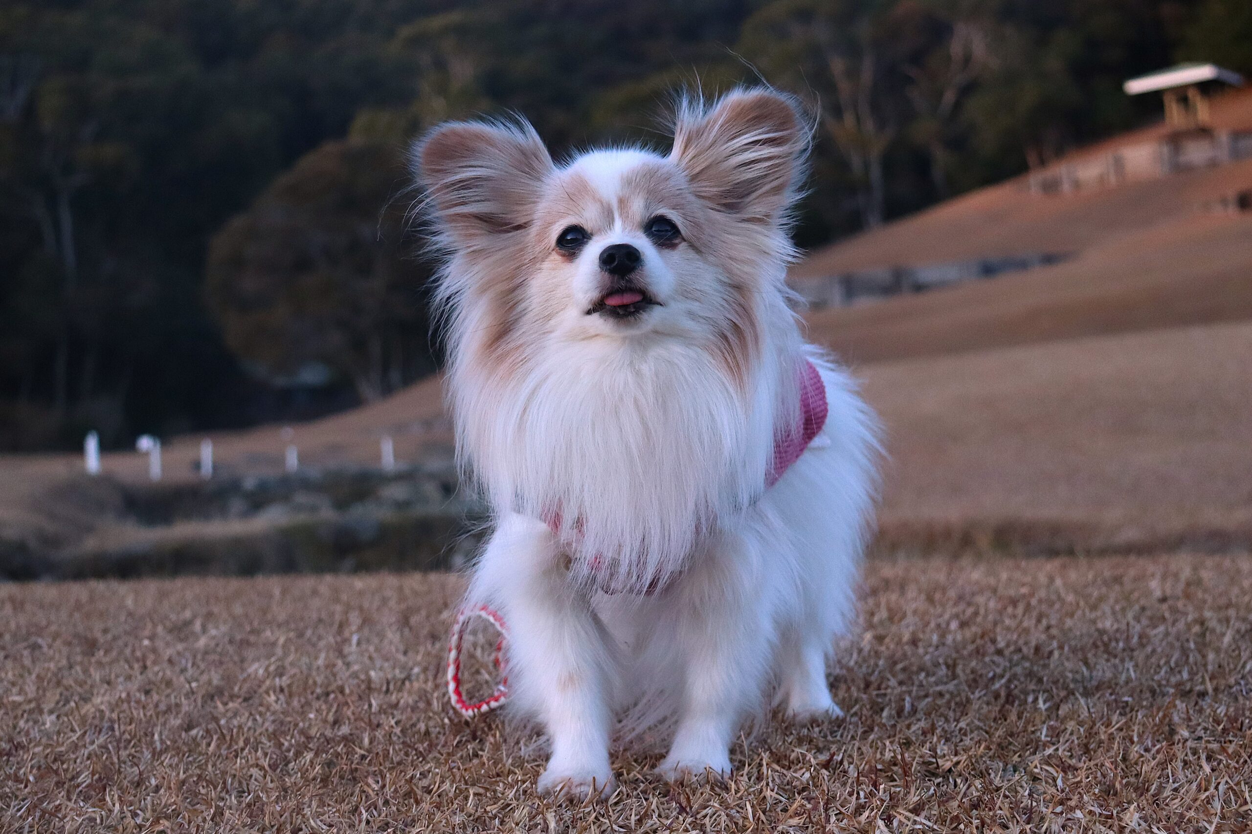 アデルちゃん♀ アデルちゃん♀