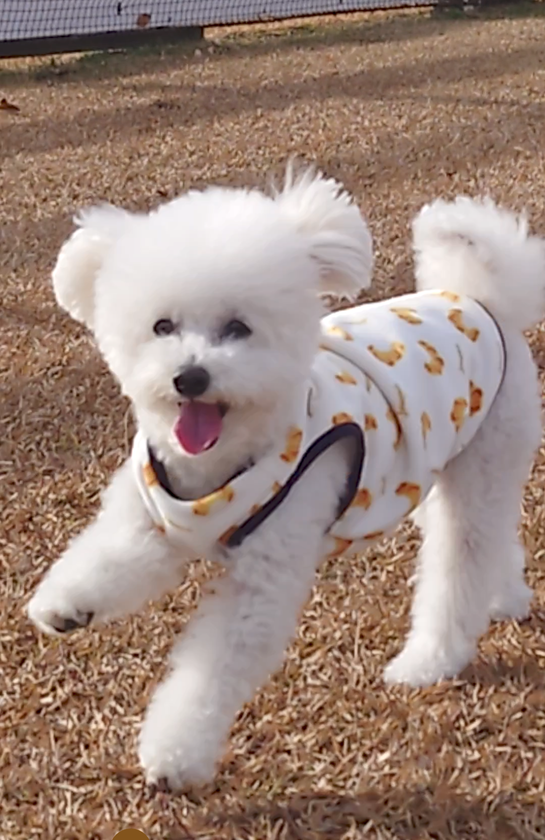 とうふくん♂ とうふくん♂