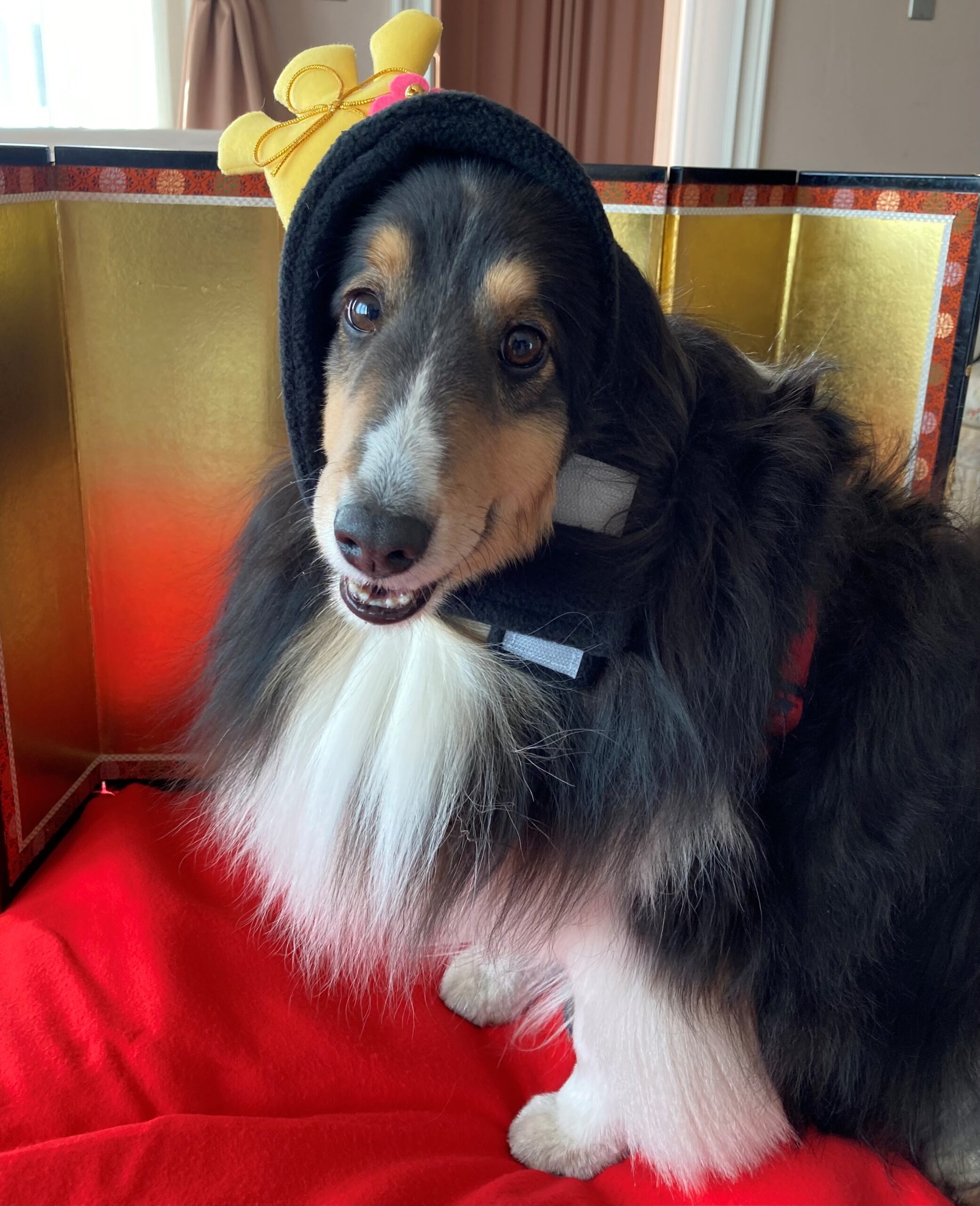 　JACQLINEちゃん♀　(ジャックリーン)