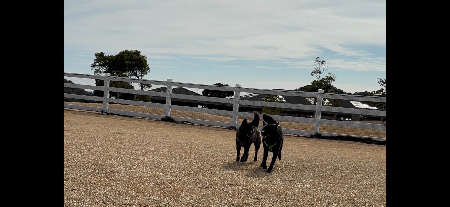 カイくん♂　＆　凛ちゃん♀