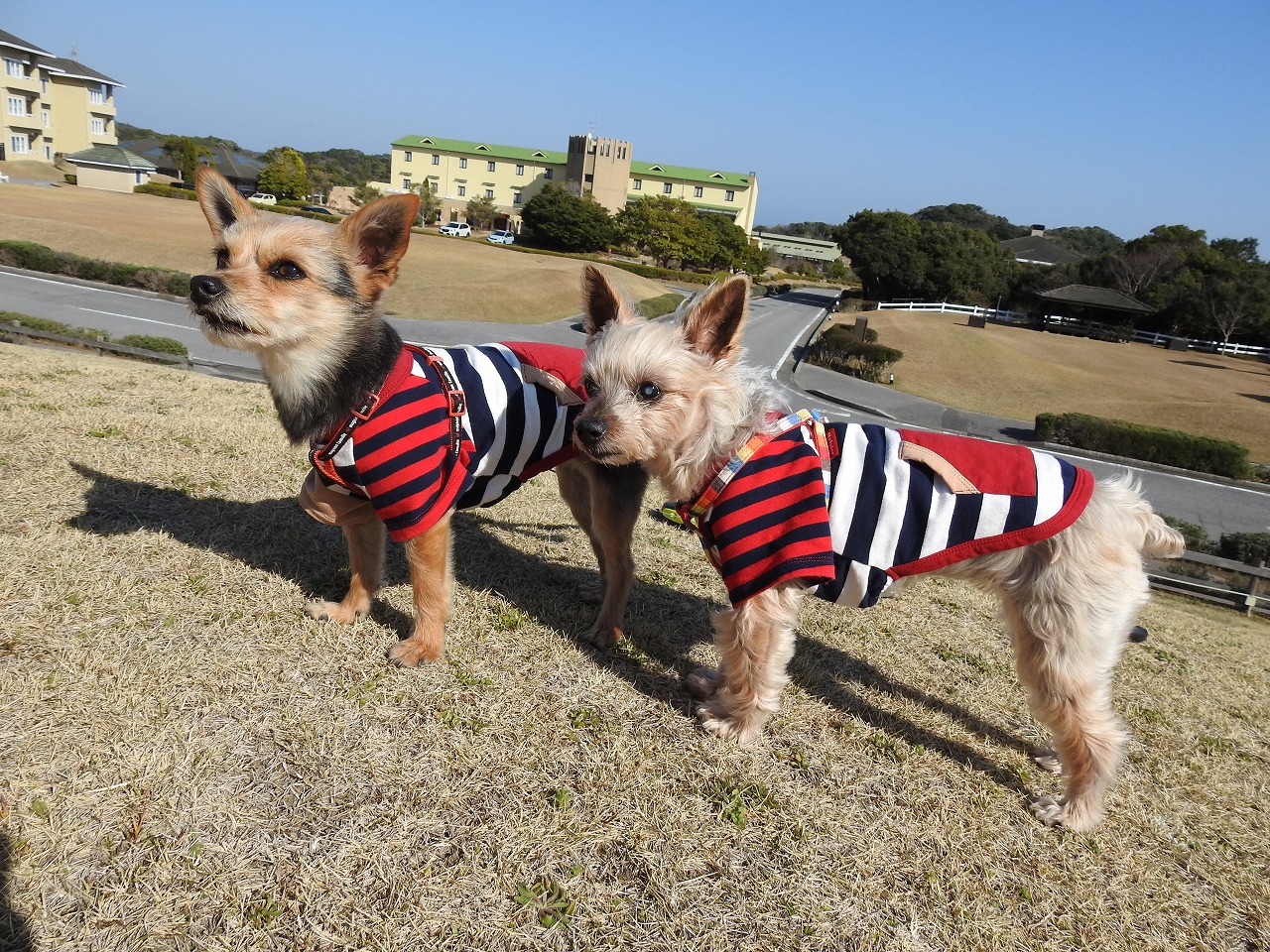 CoCoちゃん♀＆ LaLaちゃん♀