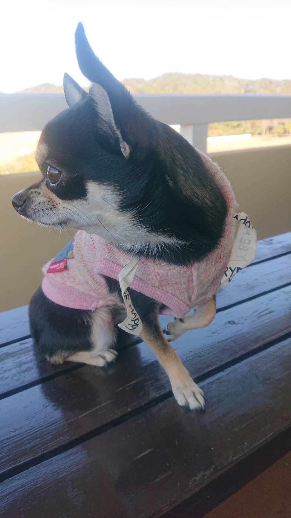 こはるちゃん♀