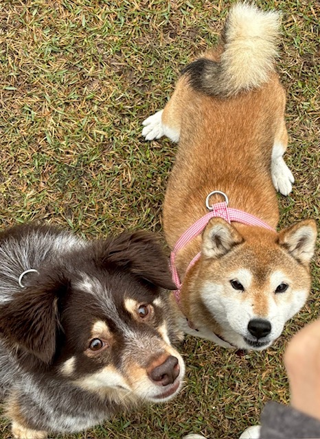 はじめくん♂　＆　ゆずちゃん♀