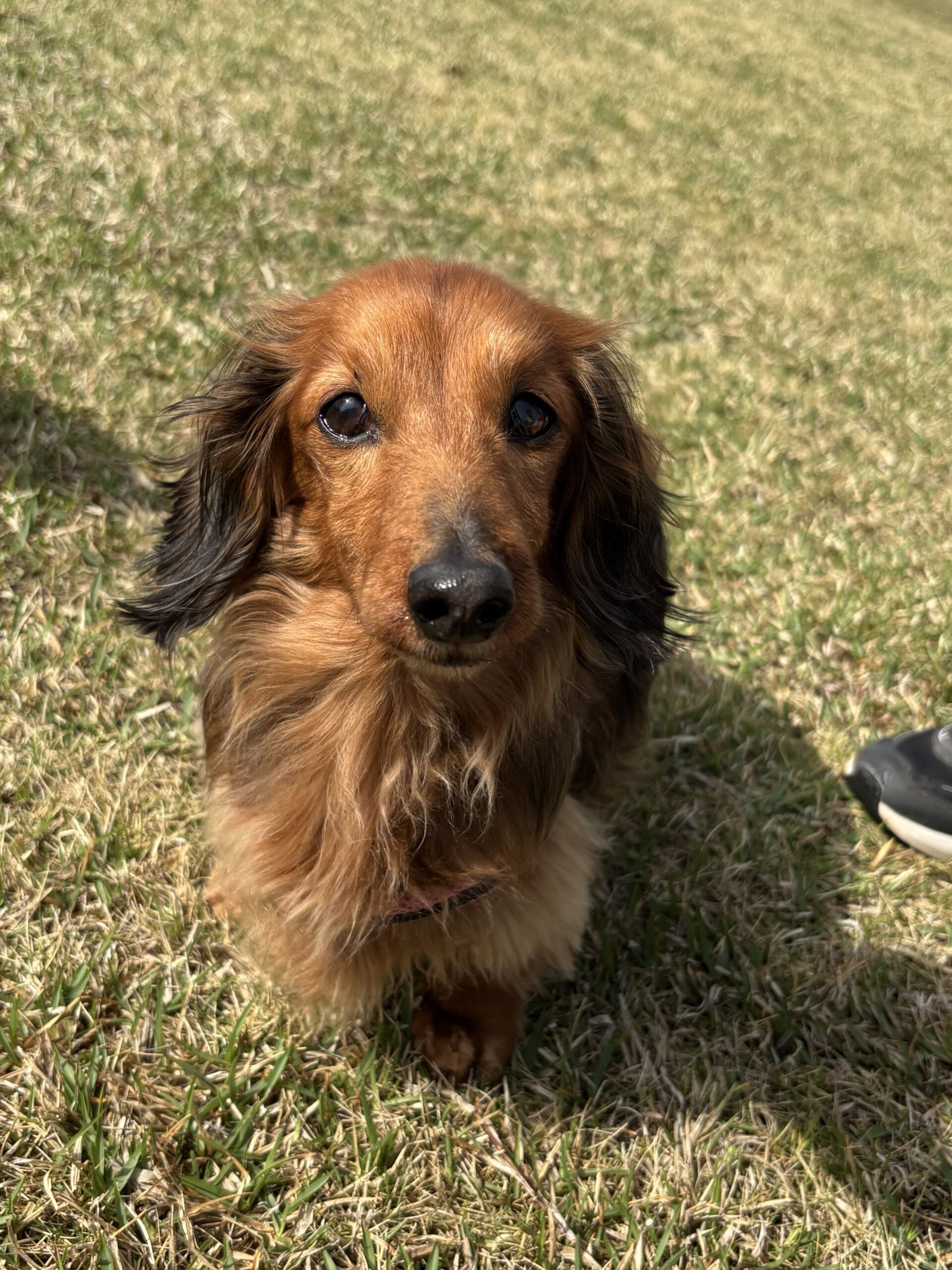 くるみちゃん♀