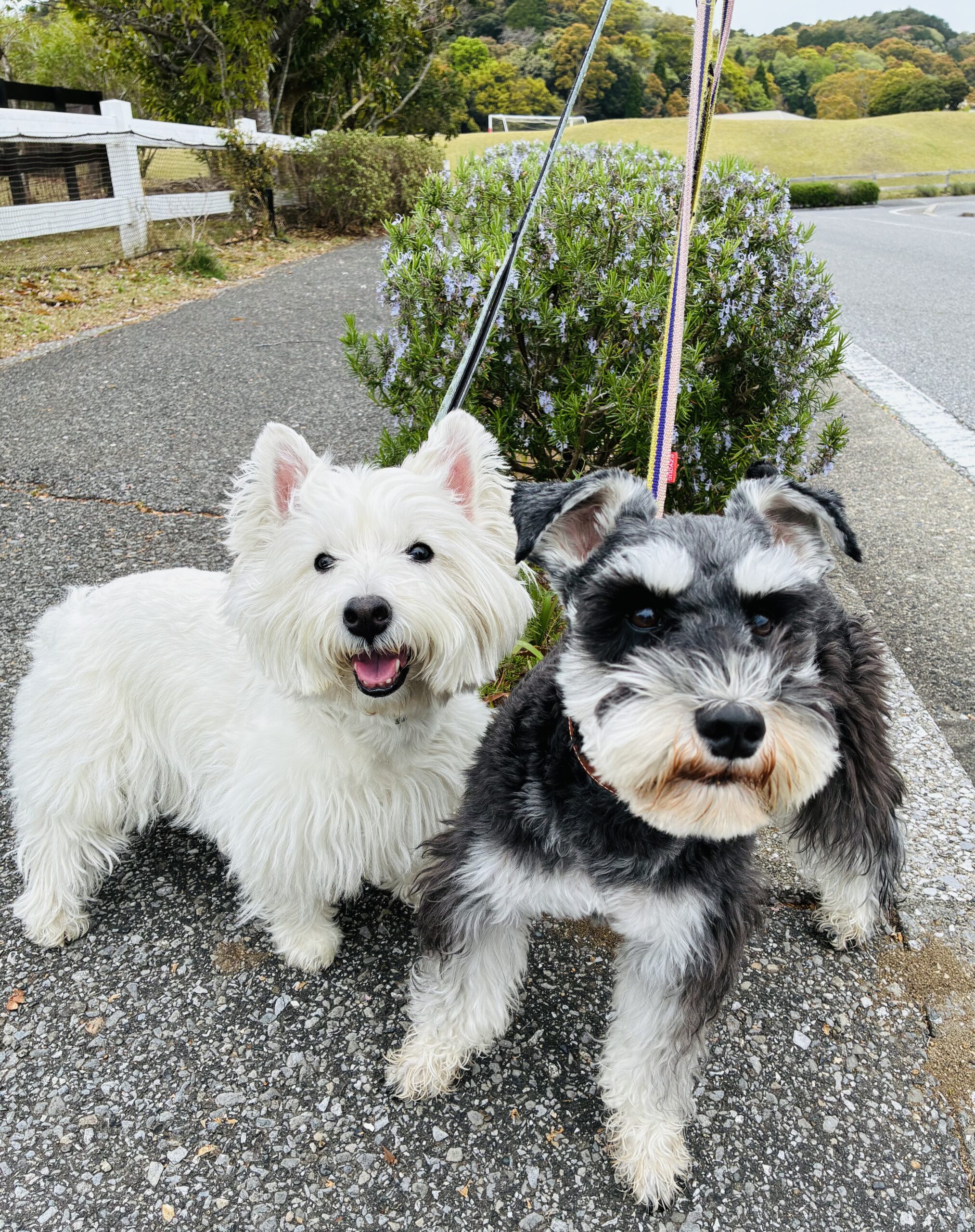 シェリ－ちゃん♀　＆　アルゼンチンくん♂