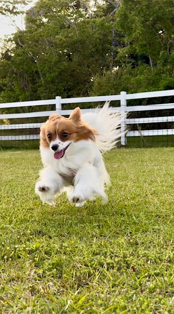 むぎちゃん♀ むぎちゃん♀