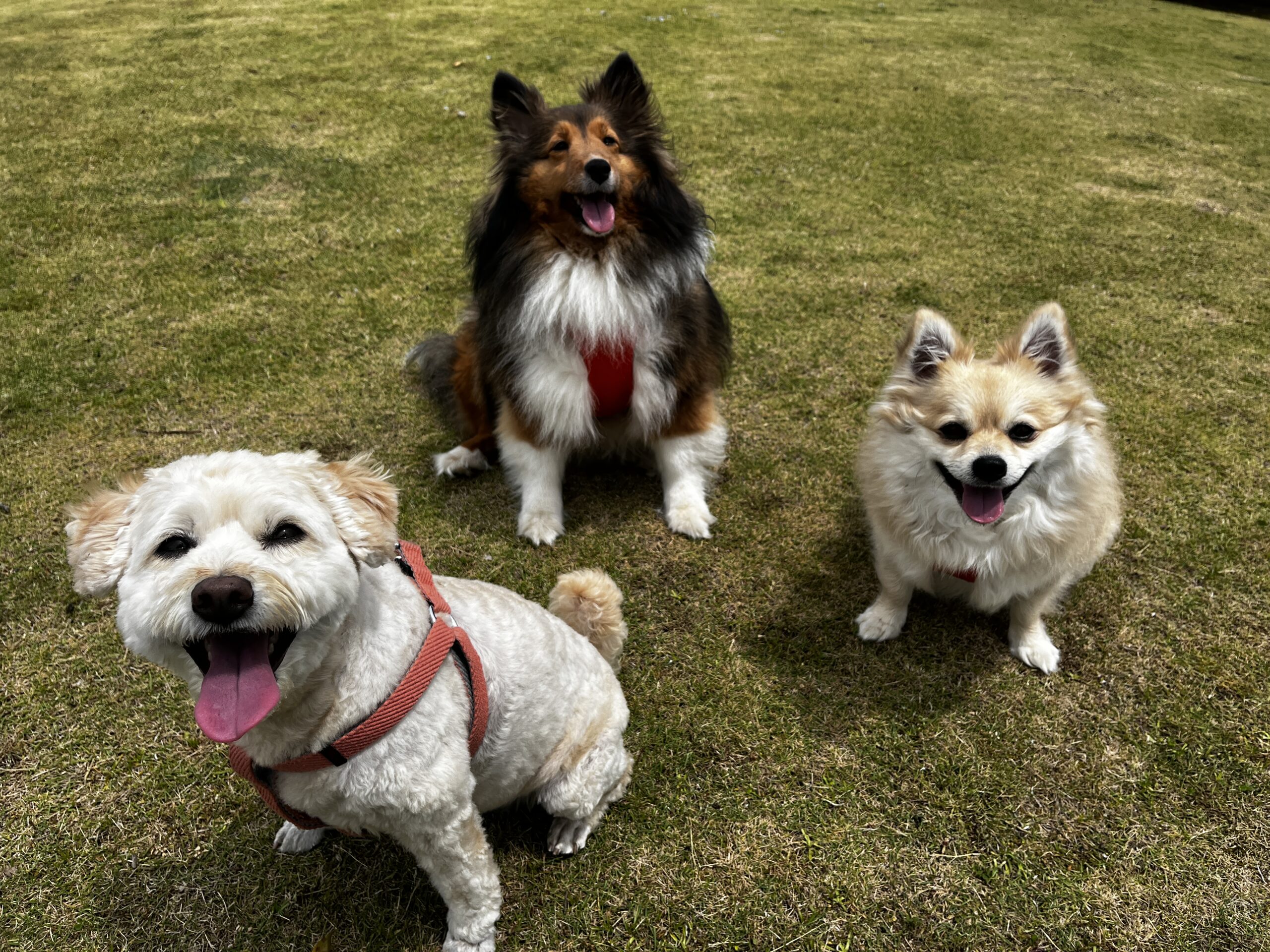 こむぎちゃん♀、ゆなちゃん♀、おんぷちゃん♀ こむぎちゃん♀、ゆなちゃん♀、おんぷちゃん♀