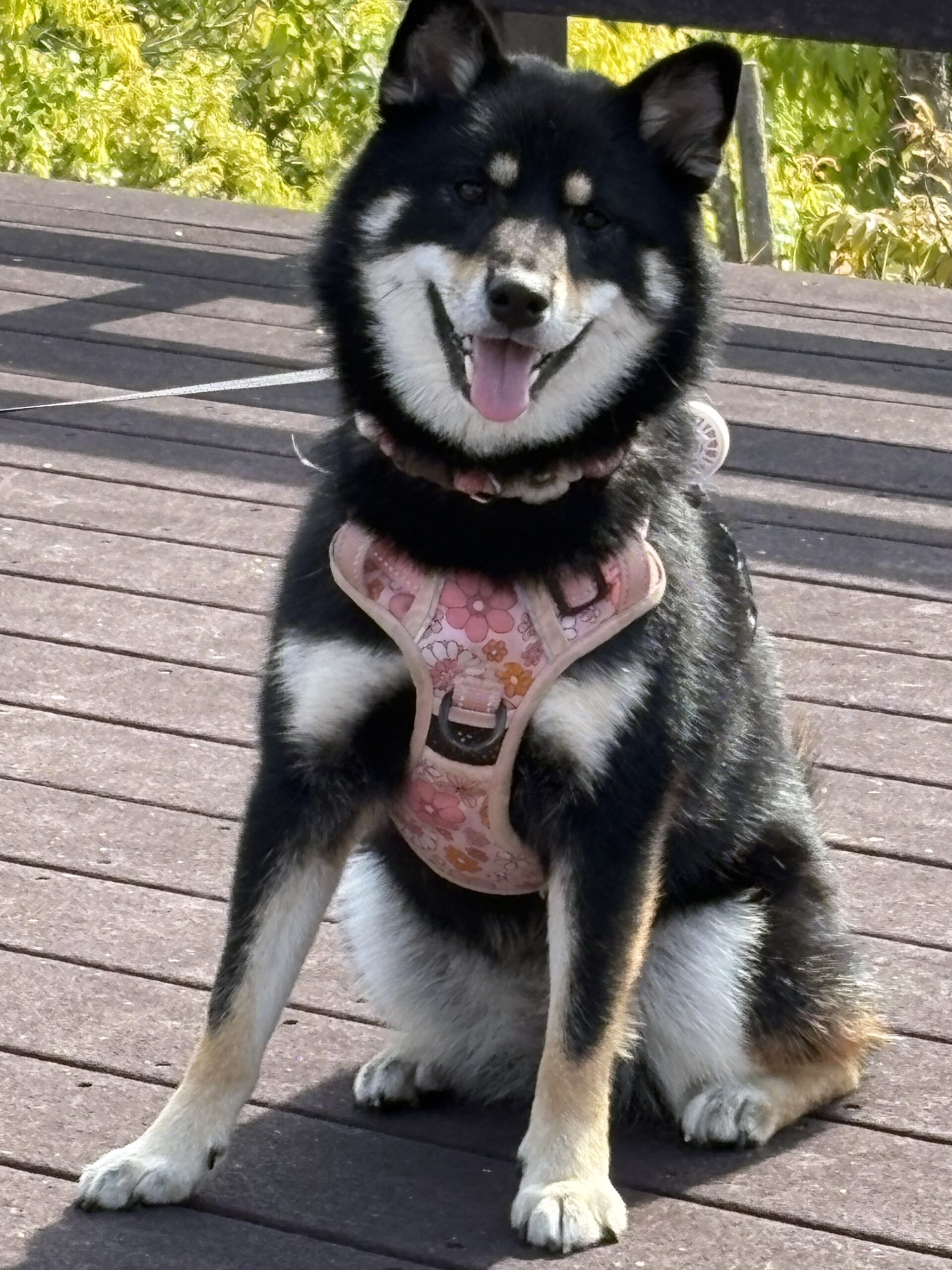 空ちゃん♀ 空ちゃん♀