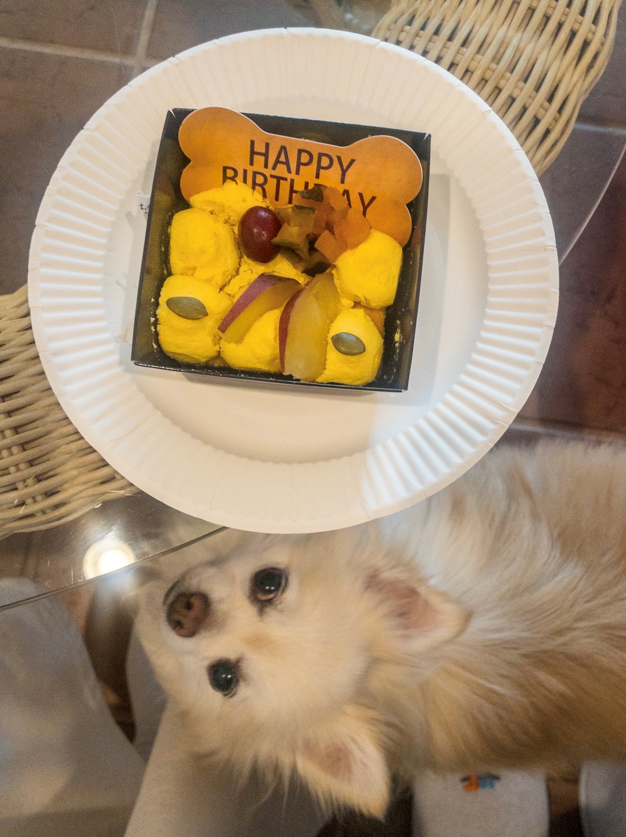 ポコちゃん♀ ポコちゃん♀