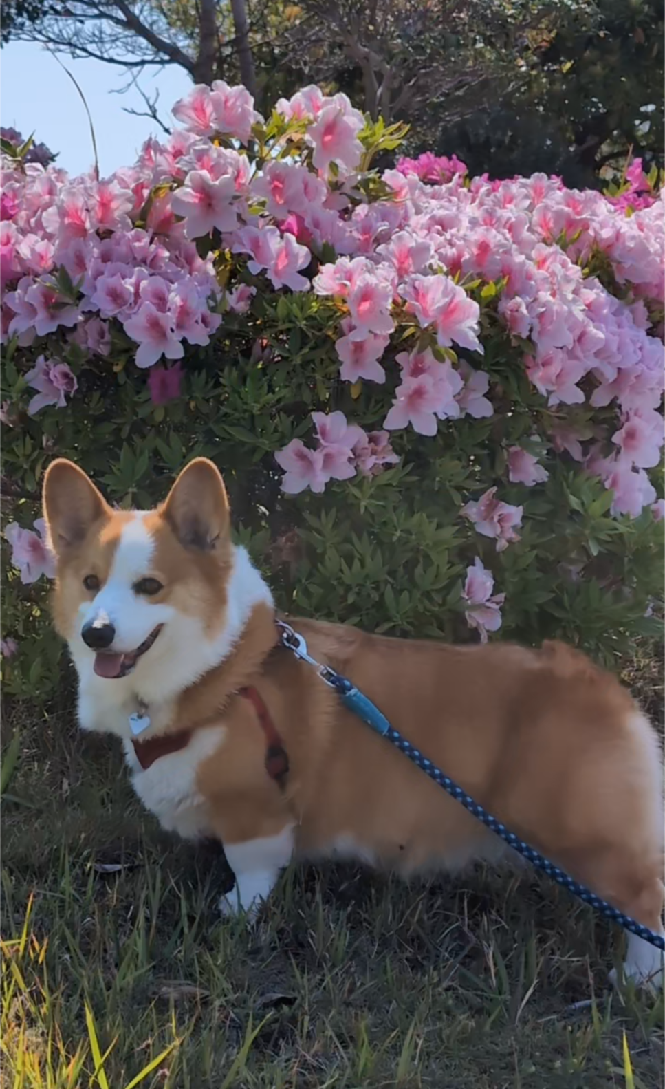 マロンくん♂ マロンくん♂