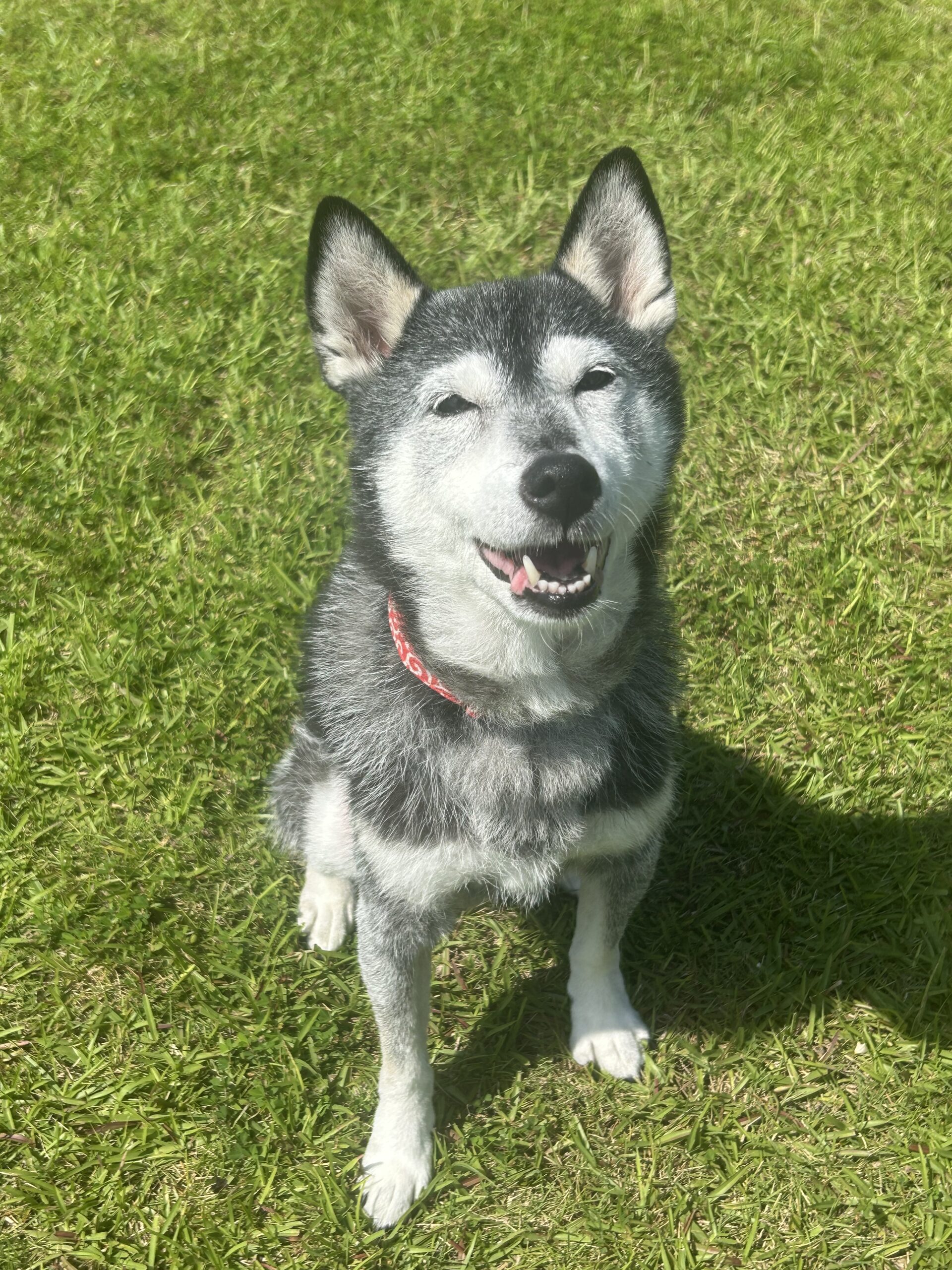 ラスティちゃん♀ ラスティちゃん♀