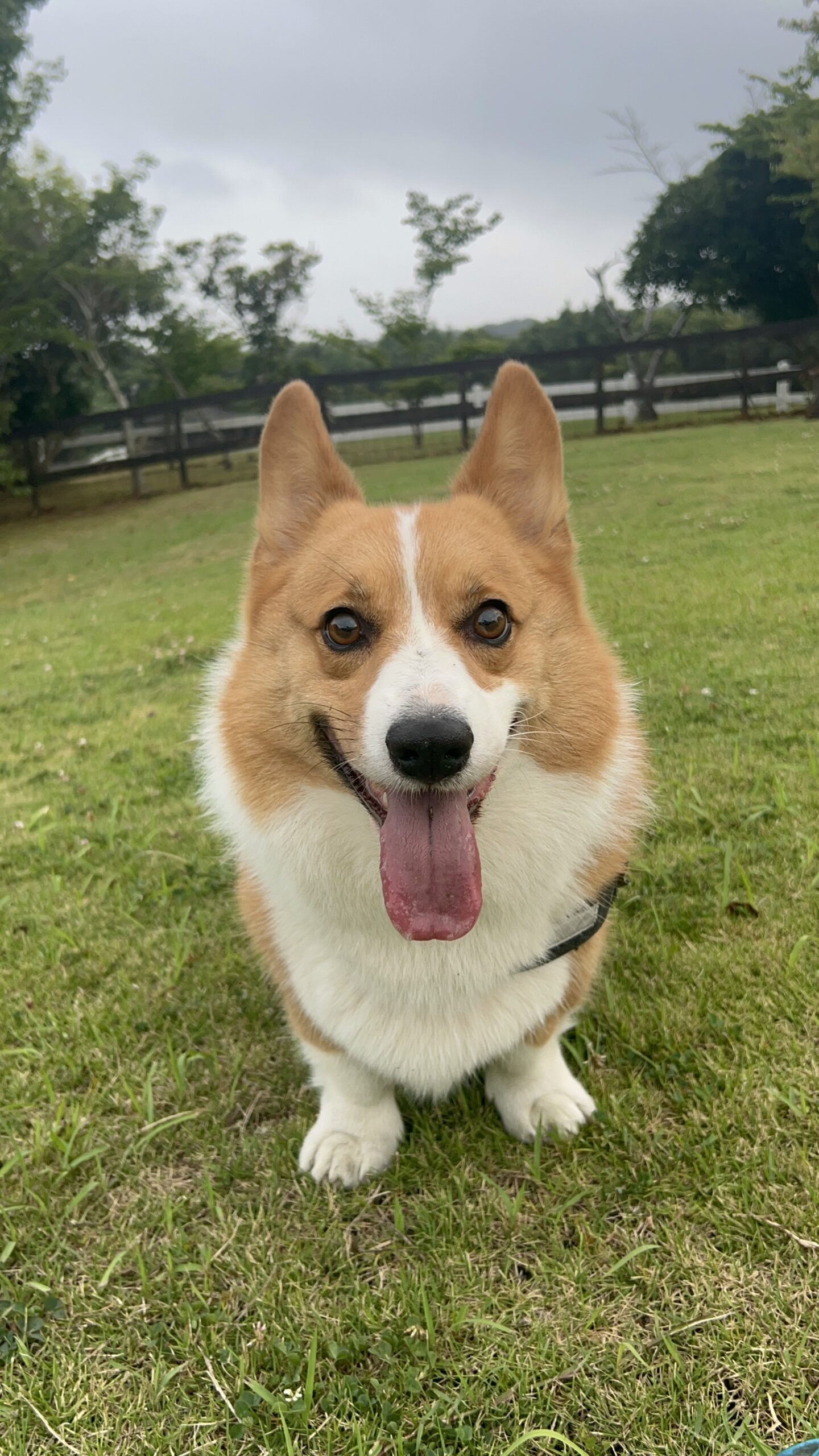 りんたろうくん♂