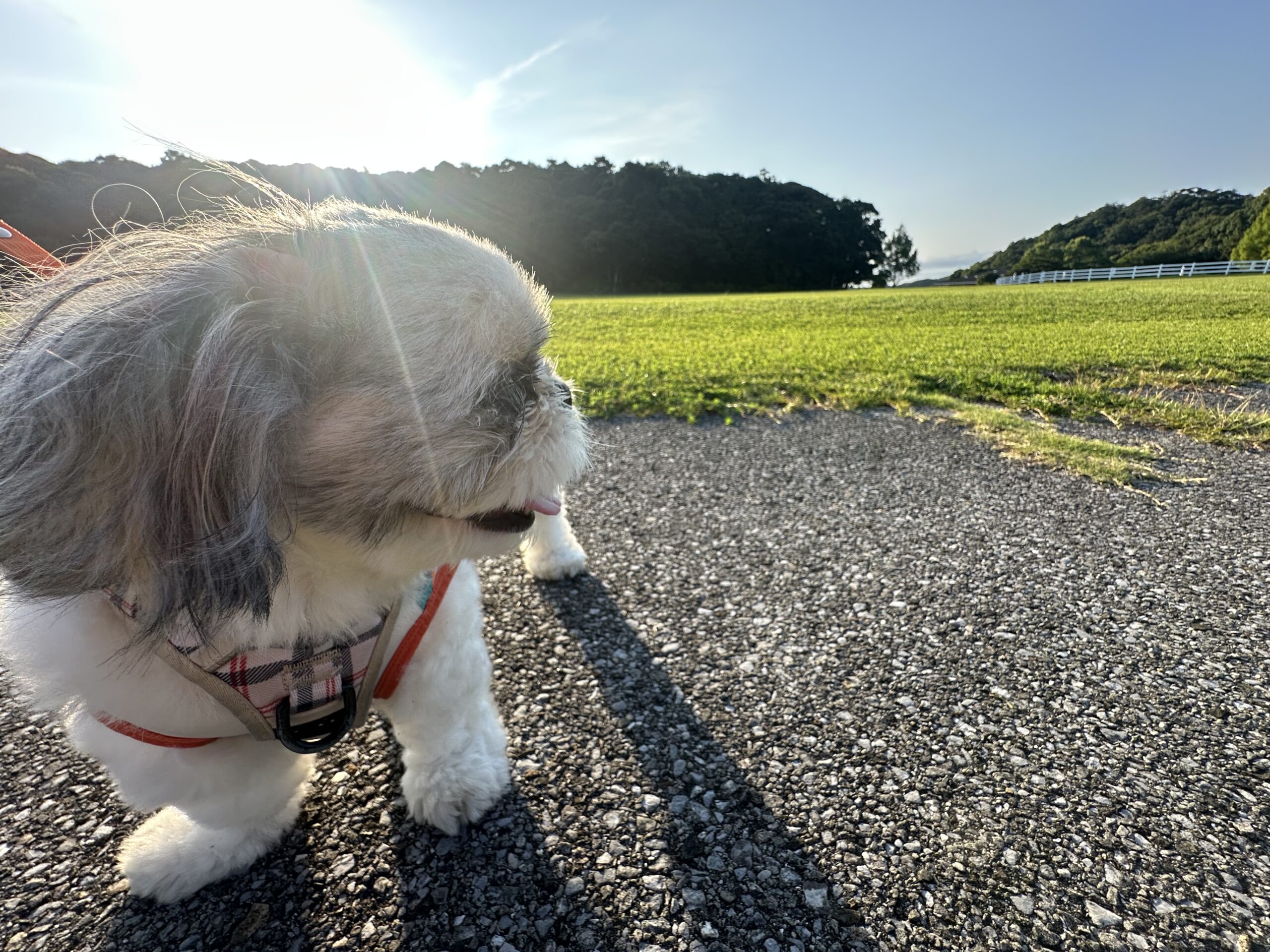 シュナちゃん♀
