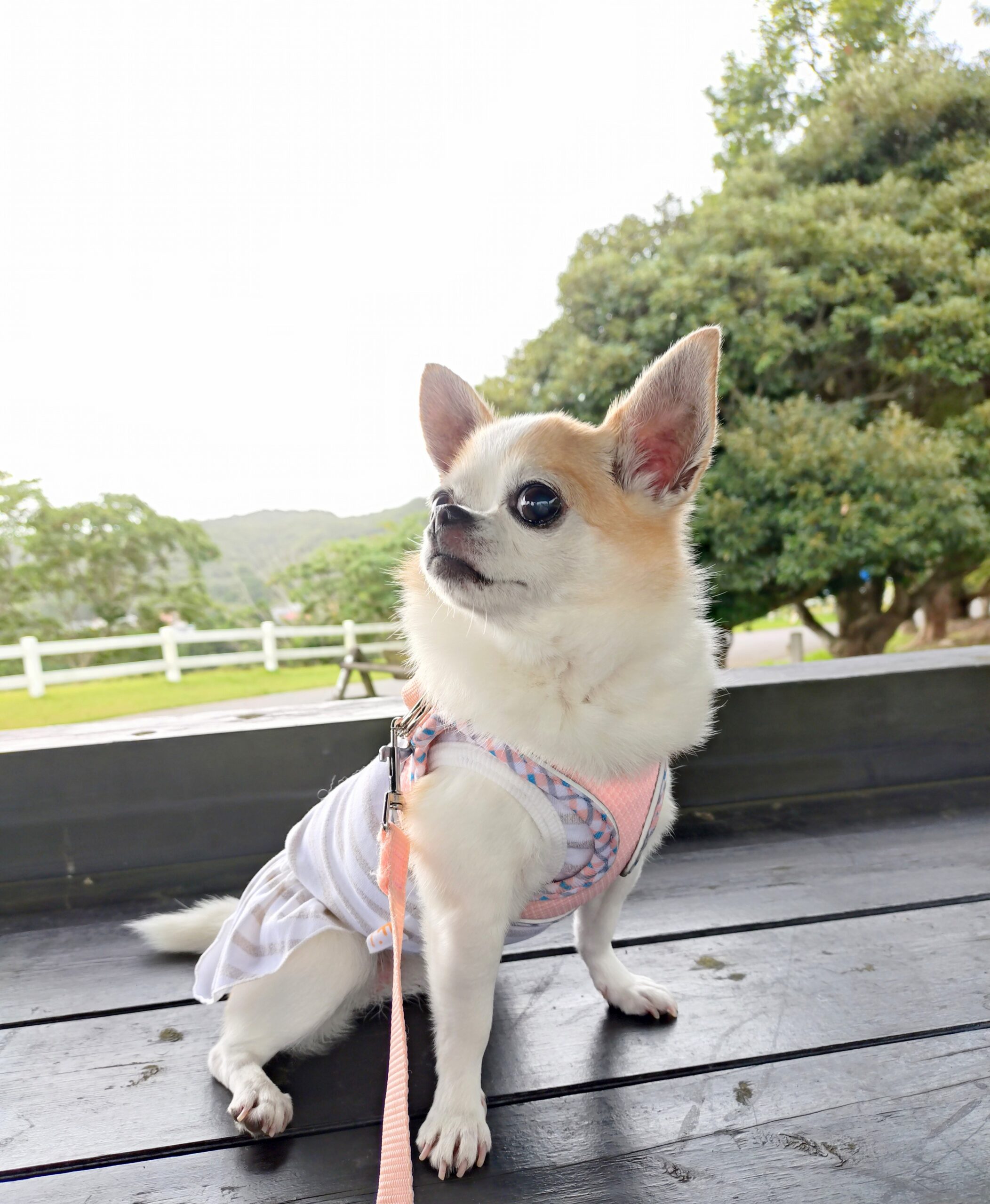 オハナちゃん♀