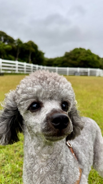 ミラボーくん♂