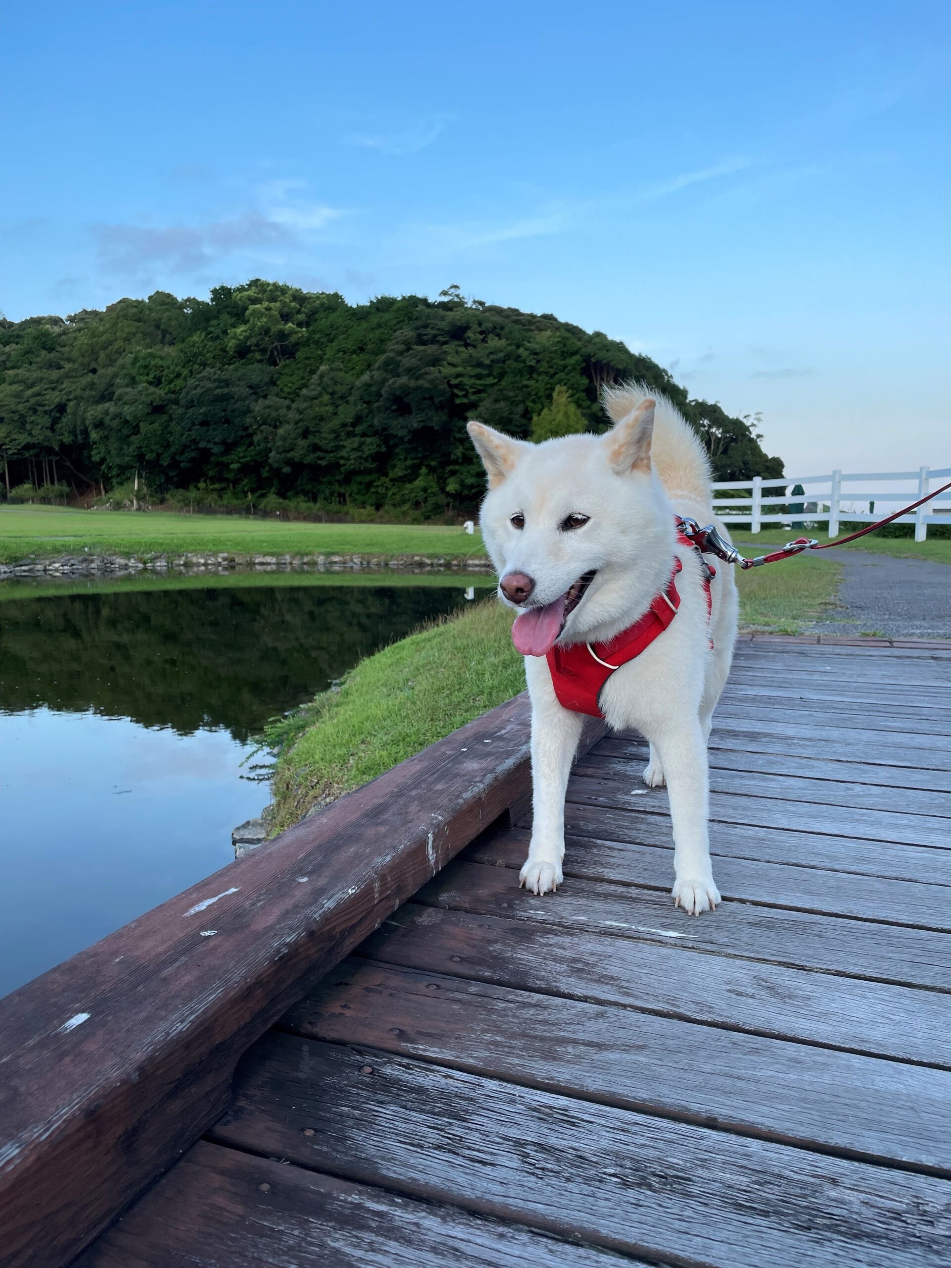 こはるちゃん♀