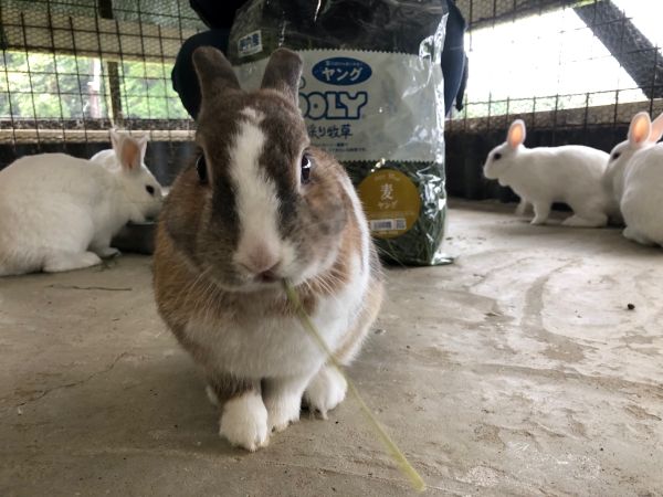 ～　ウサギさん用の干し草をいただきました！　～