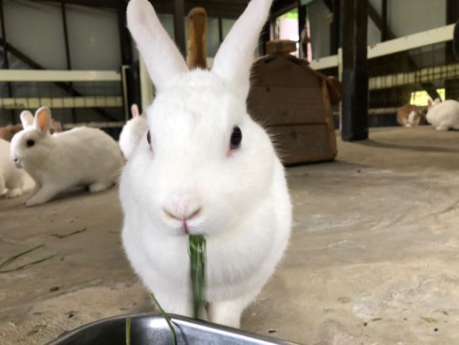 『うさぎさんの教室』開催