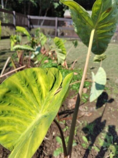 『さといも掘り体験』開催（ご宿泊者様限定）