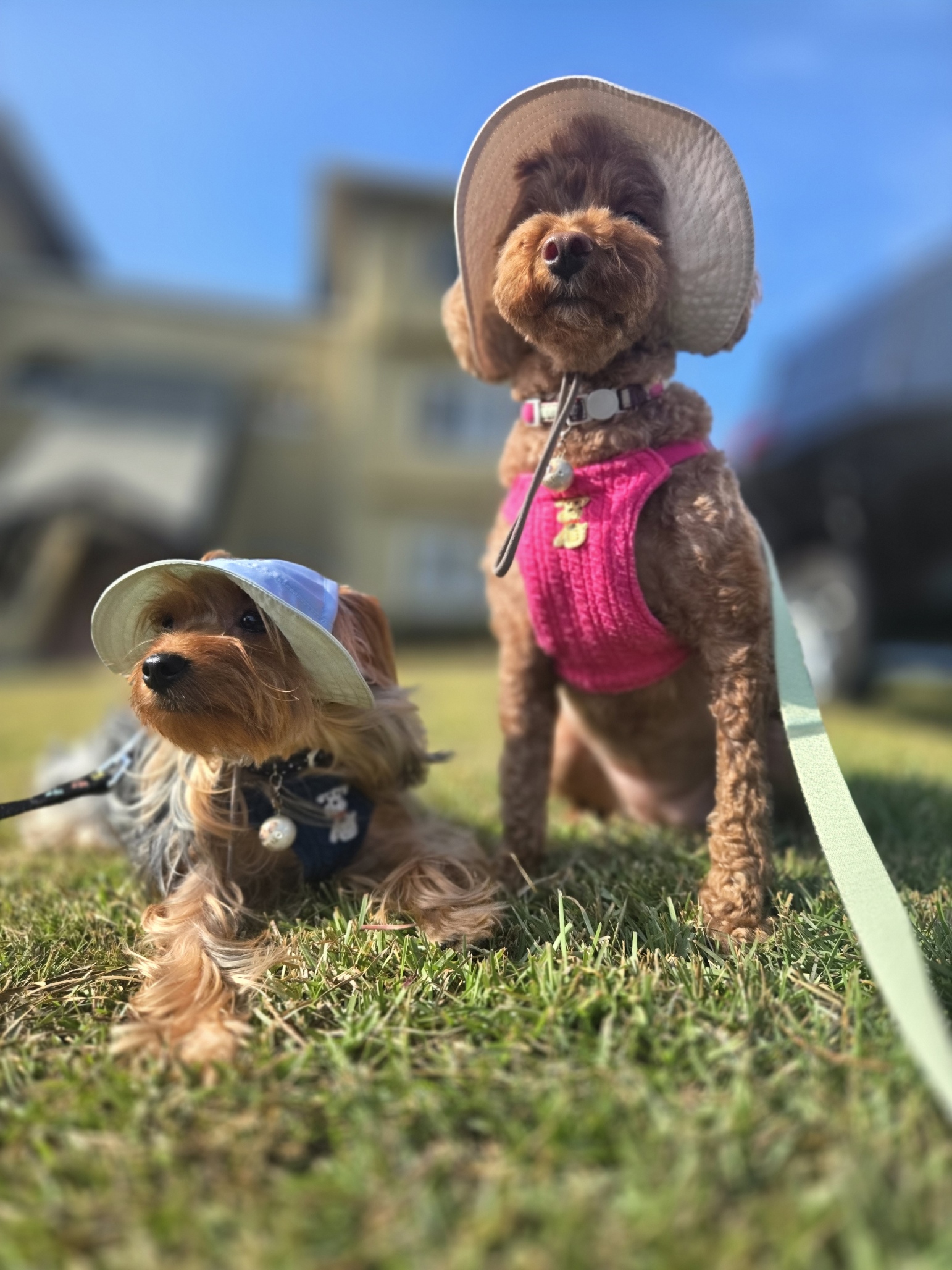 チェンくん♂ & ネネちゃん♀ チェンくん♂ & ネネちゃん♀