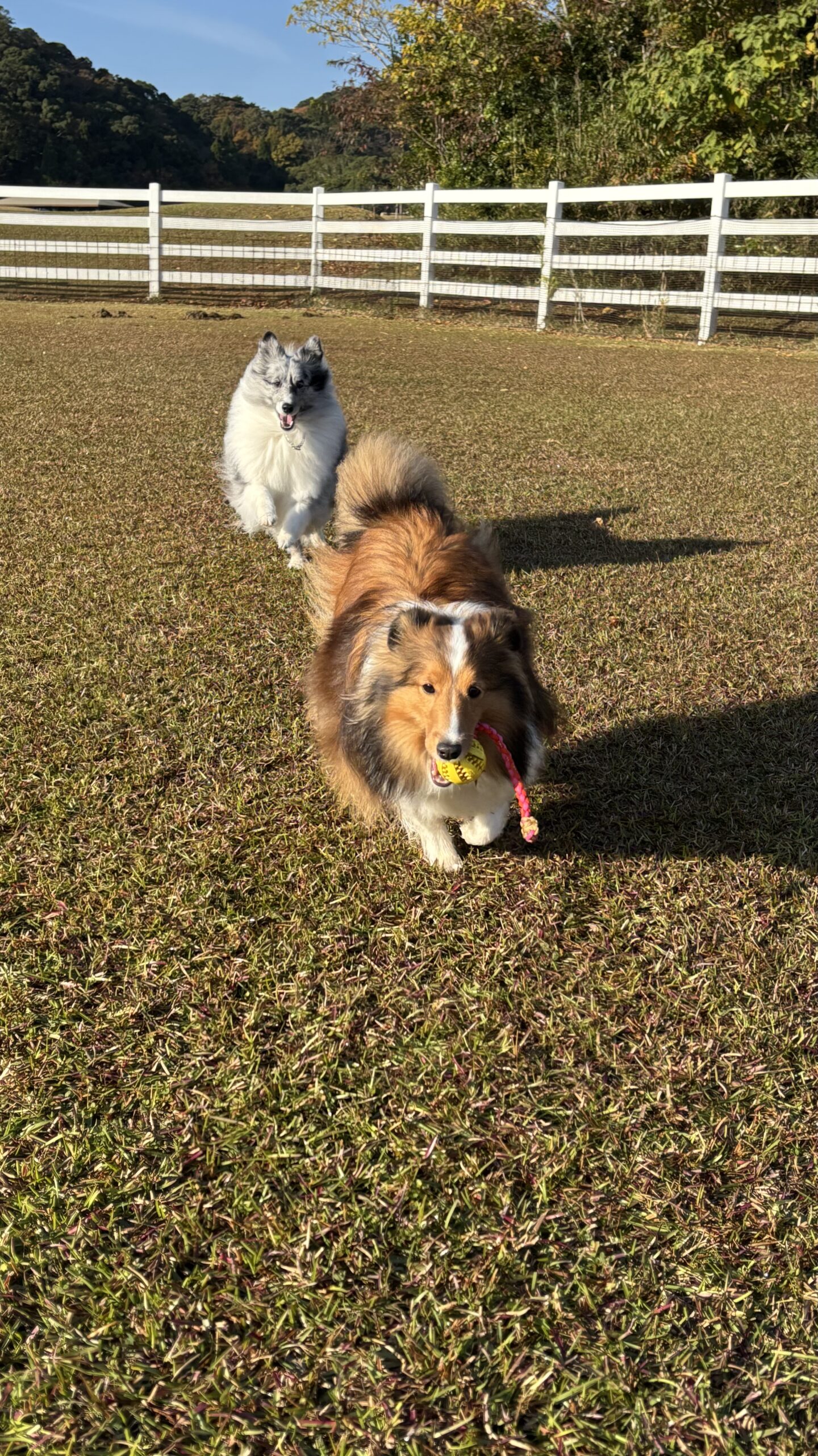 はれひめちゃん♀　＆　ゆずちゃん♀