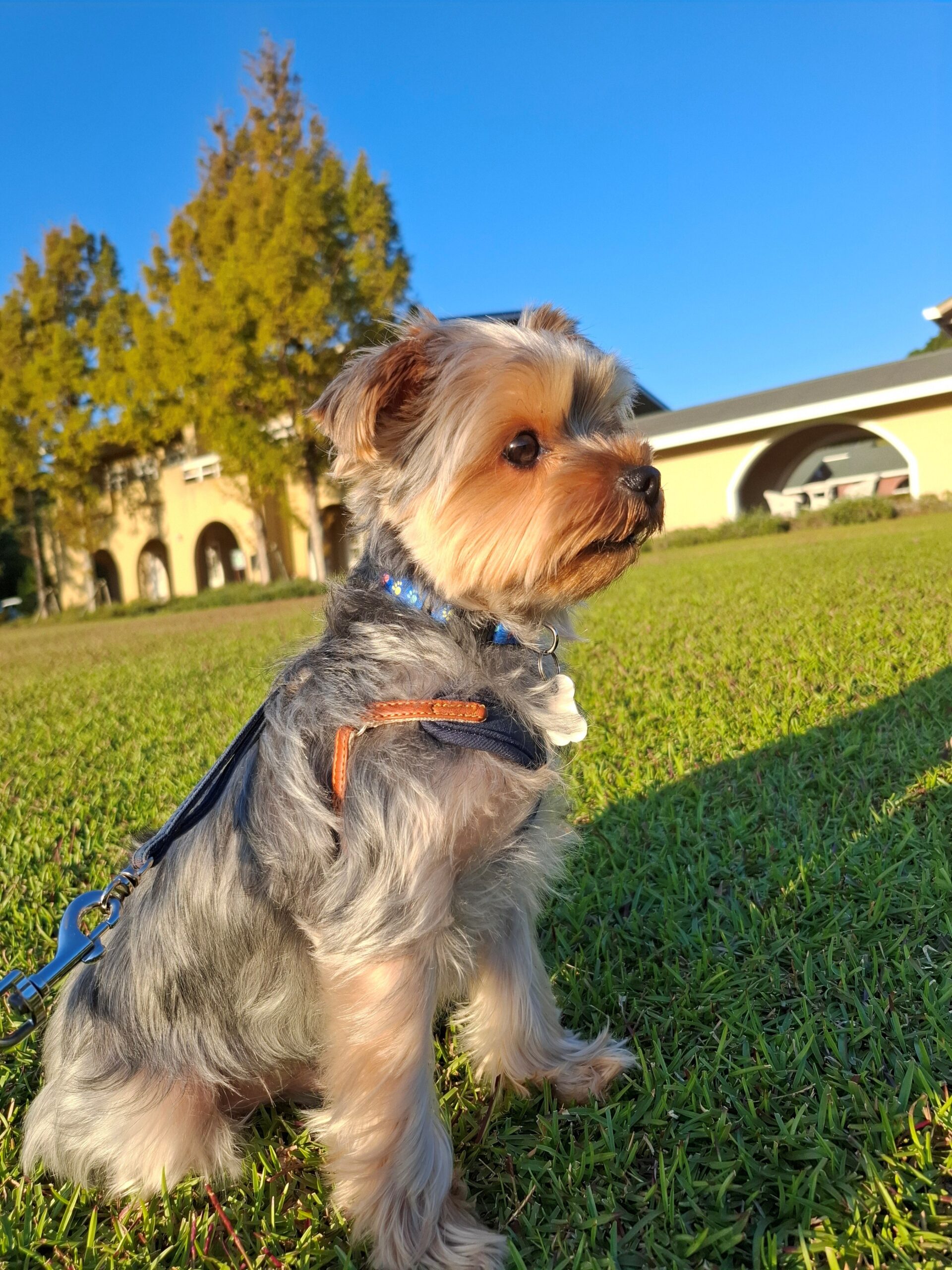 きゅーるくん♂