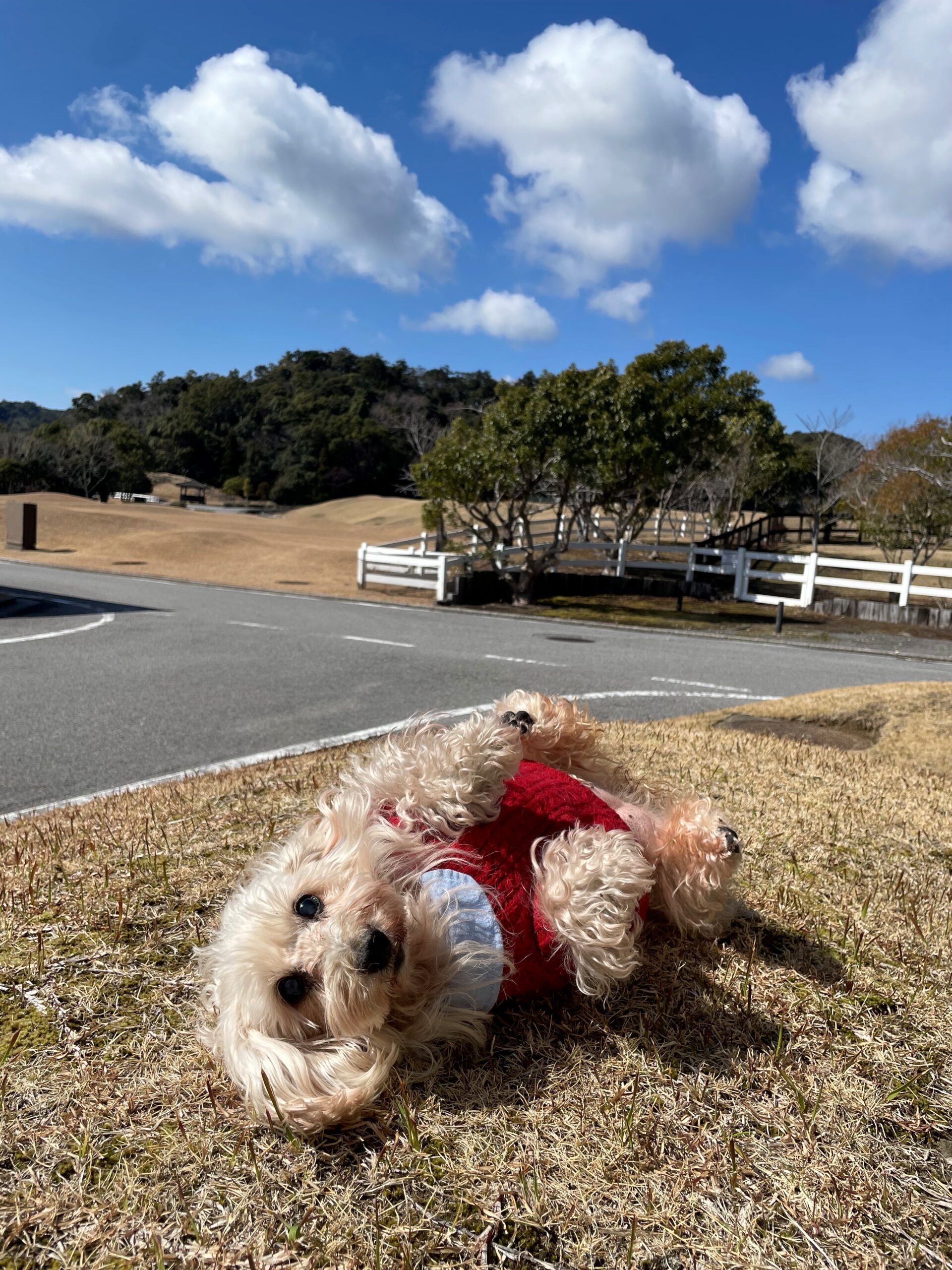 ハイジちゃん♀ ハイジちゃん♀