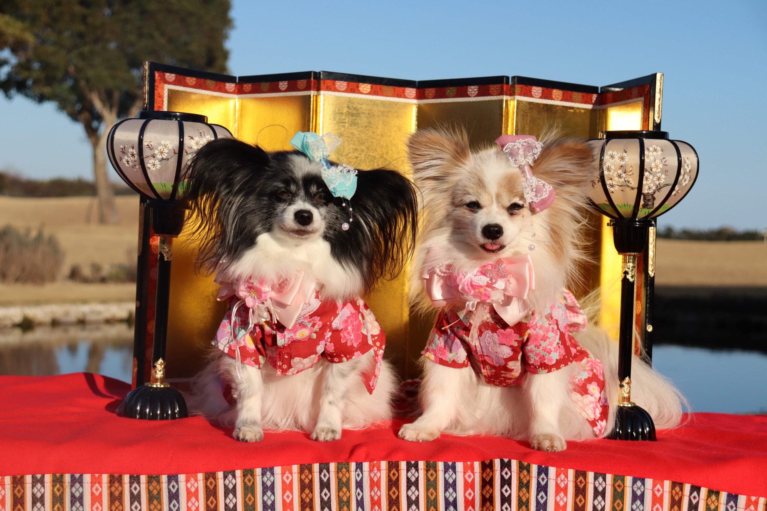 リリアちゃん♀ & アデルちゃん♀ リリアちゃん♀ & アデルちゃん♀