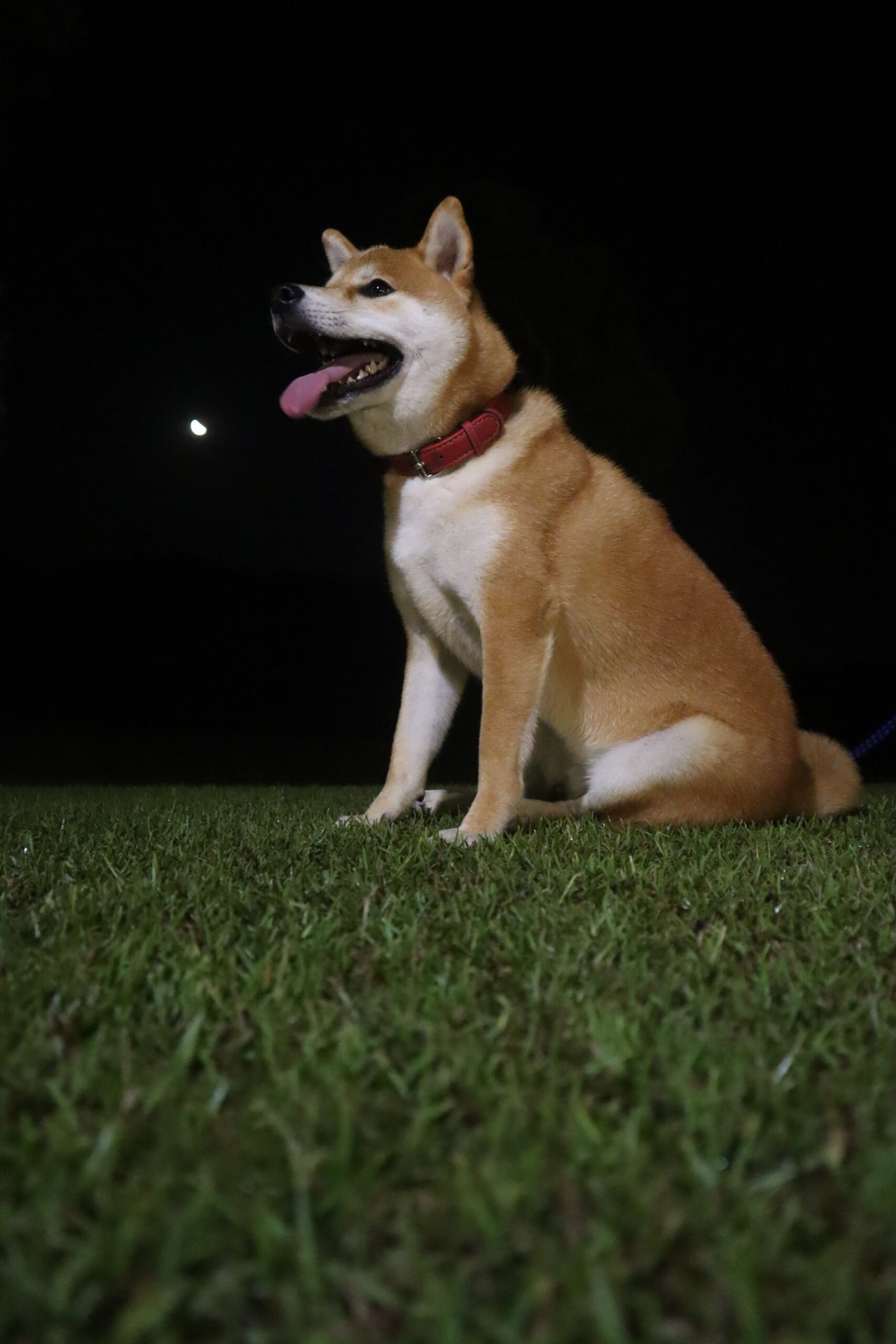 コロくん♂ コロくん♂