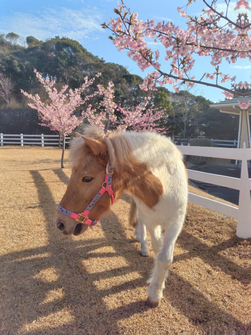 『ポニーちゃんと写真撮影』イベントのお知らせ(ご宿泊者様限定)