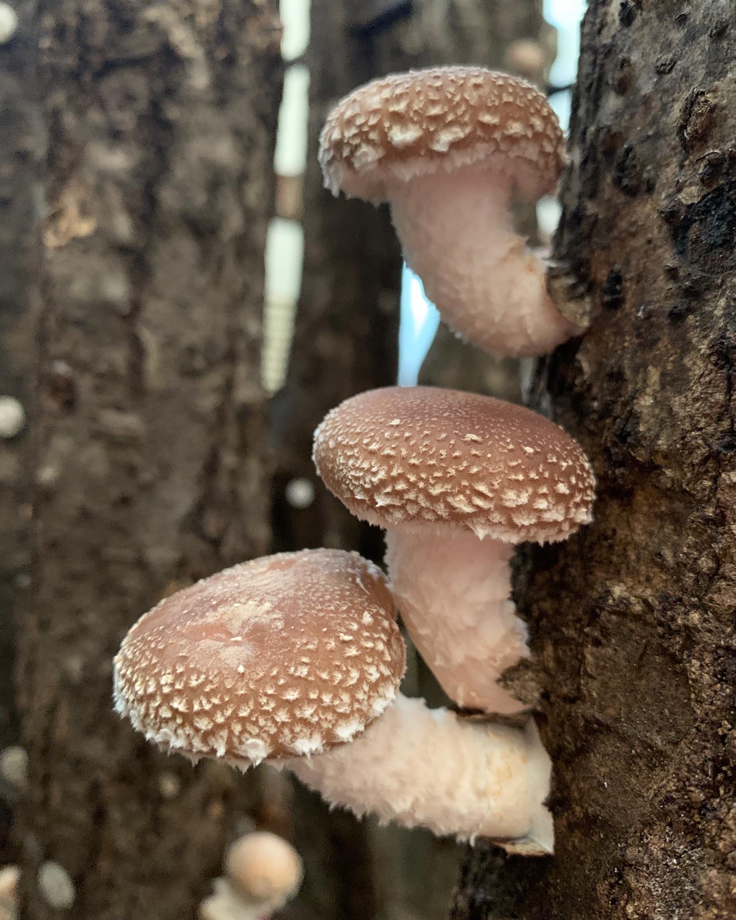 ★GWイベント★『しいたけ原木作り体験教室』開催(ご宿泊者様限定)