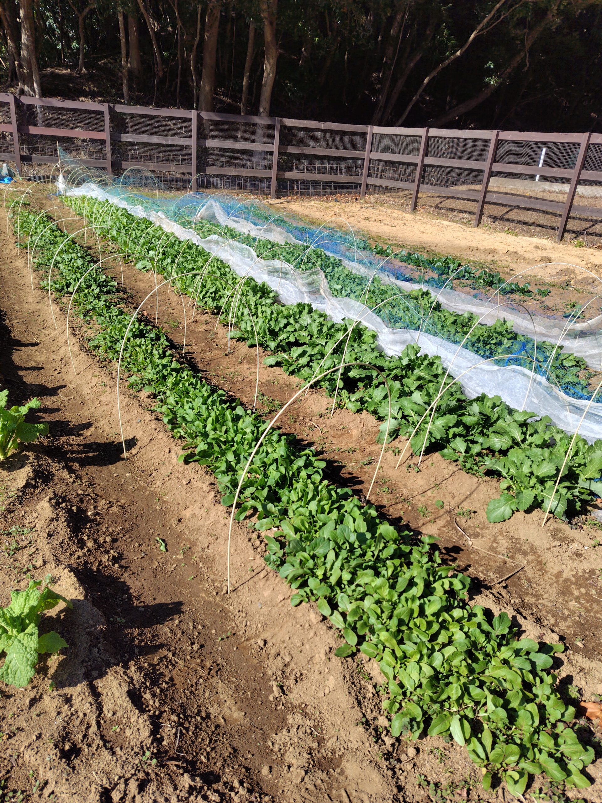 ★GWイベント★『野菜収穫体験開催』　(ご宿泊者様限定)