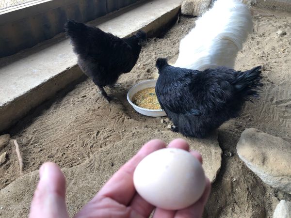 ～　ウコッケイが卵を産んでいました　～