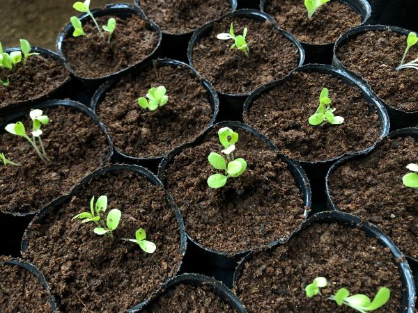 ～　リーフレタスを種から育てています　～