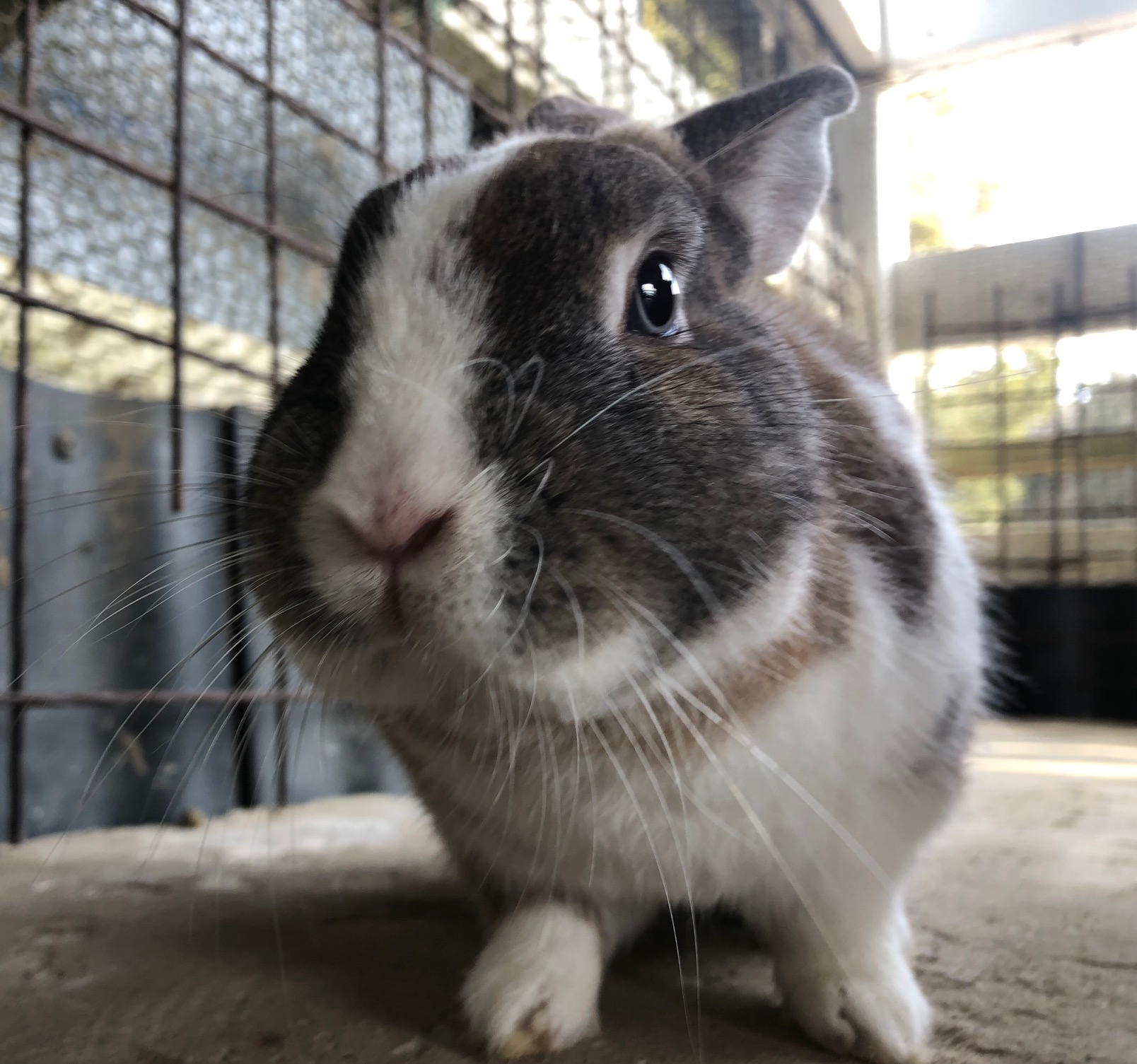 ～　チョコくん＆もちちゃん　～