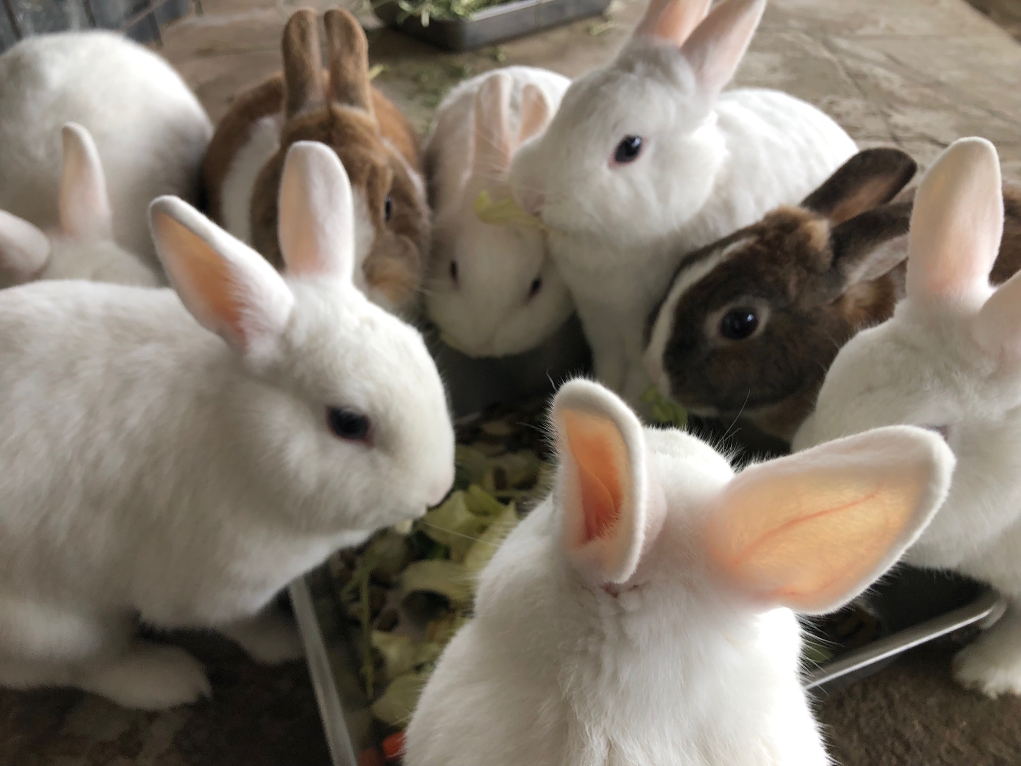 ～　本日のウサギたち　～