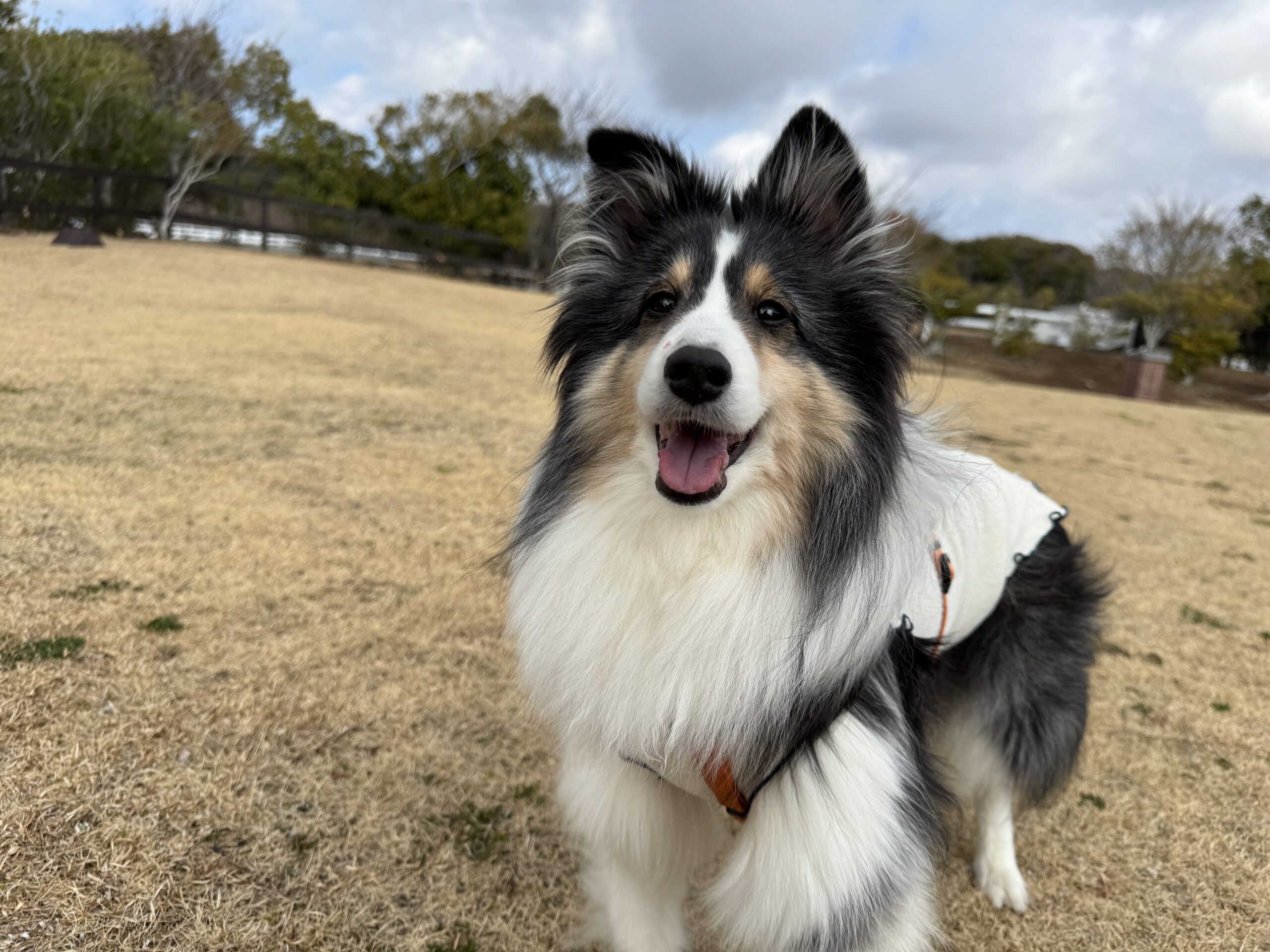 まめぞうくん♂