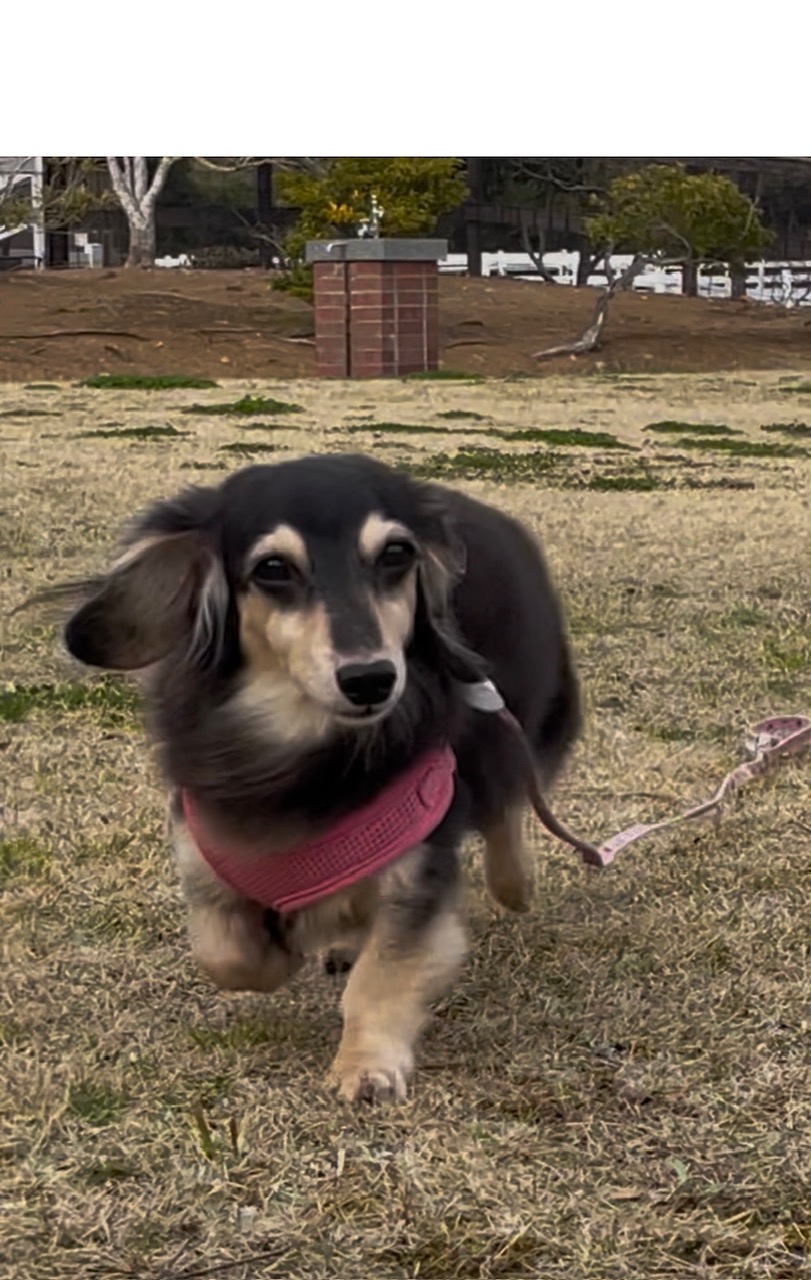 プリンちゃん♀