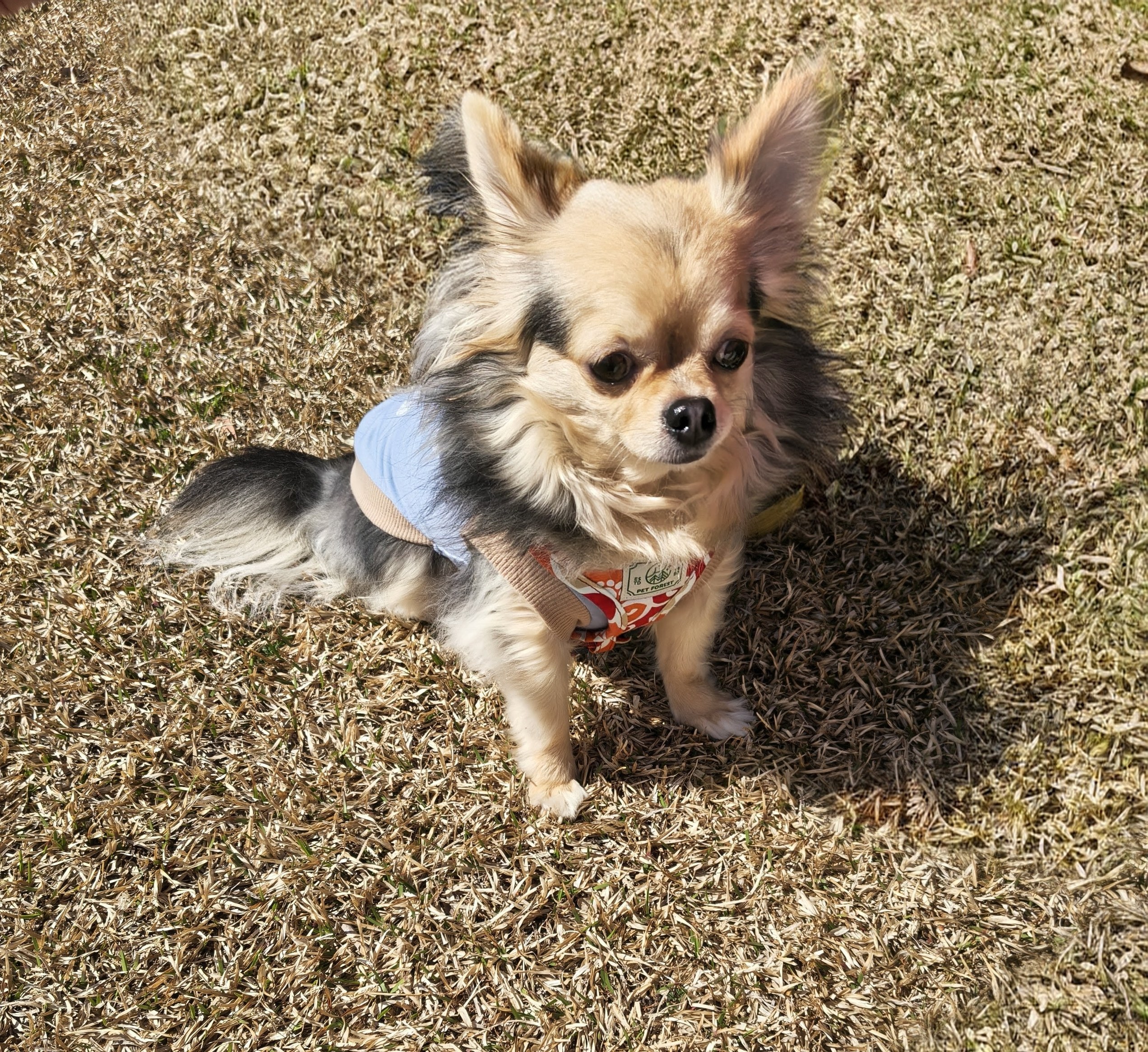 きららちゃん♀