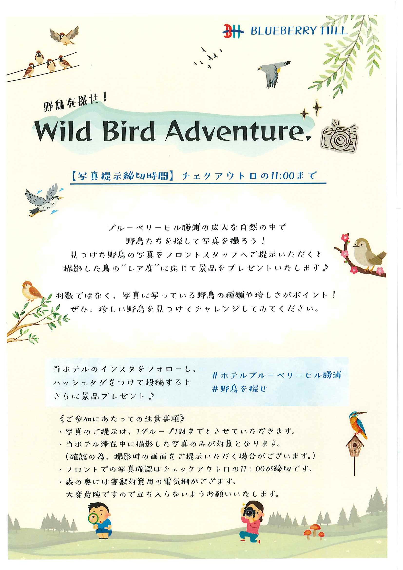 野鳥を探せ！Wild Bird Adventure(ご宿泊者様限定)