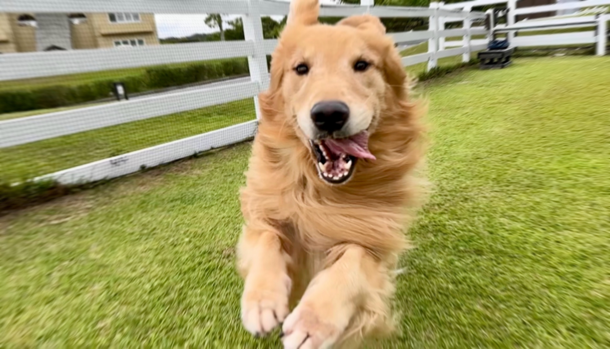 ヨウくん♂