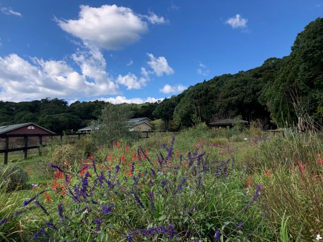~ 現在のハーブ園の様子です ~